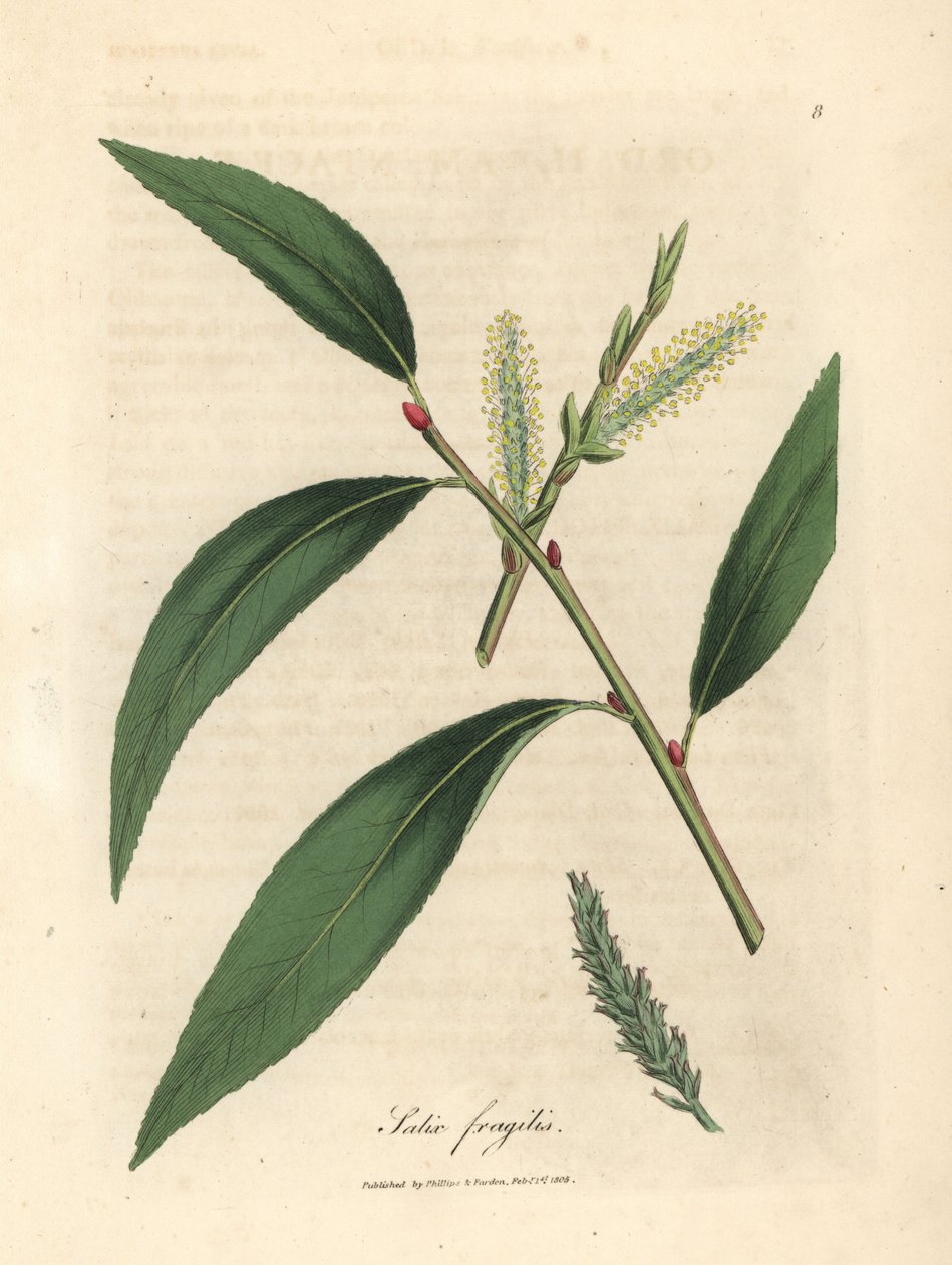 裂纹柳树的叶子和柔荑花序，Salix fragilis 作者 詹姆斯·索尔比