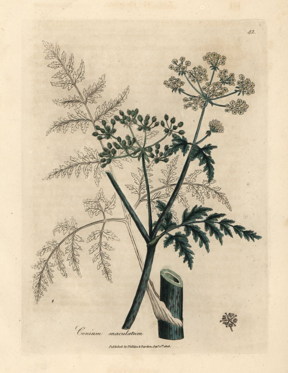 铁杉、 Conium maculatum 的叶子和花 作者 詹姆斯·索尔比