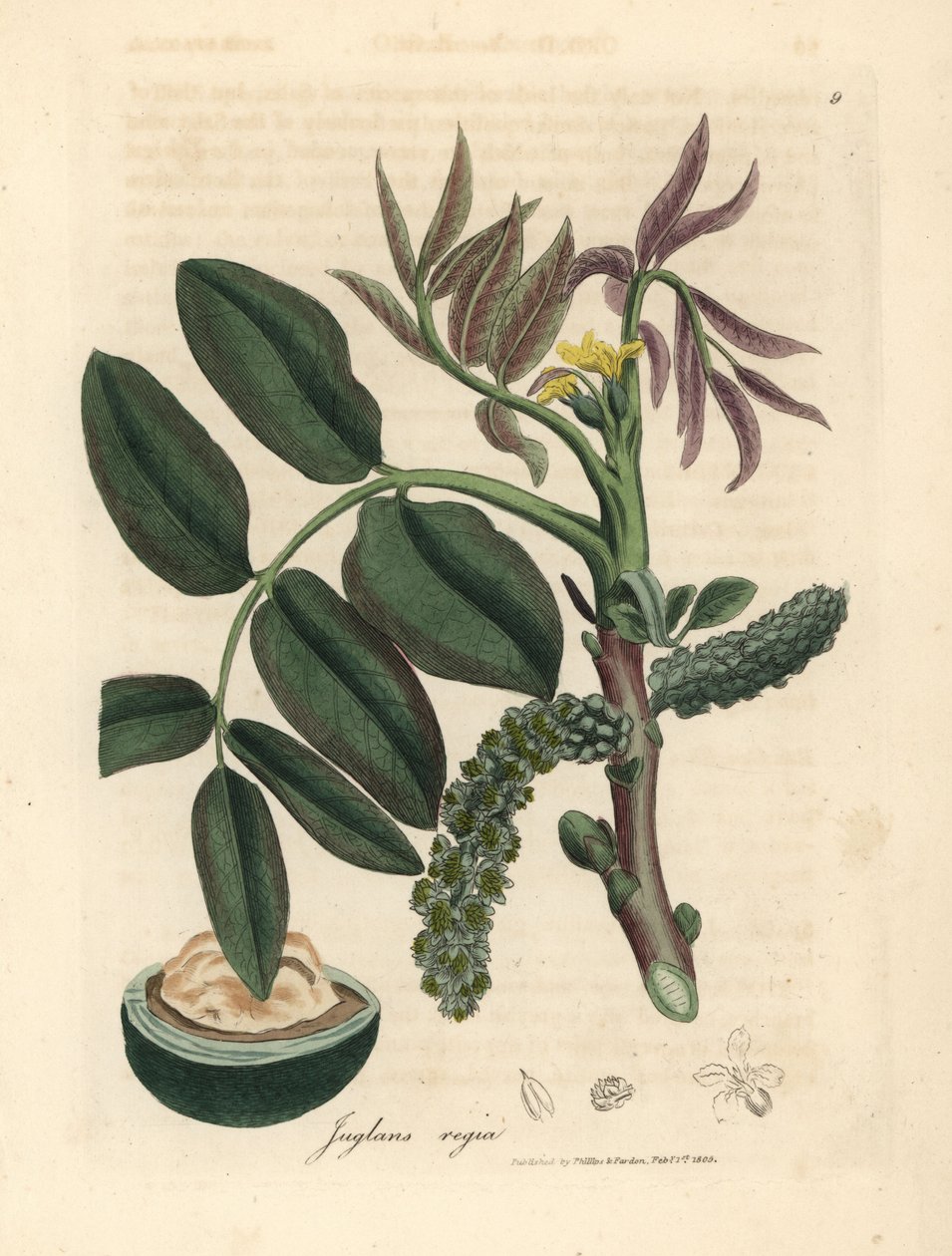 普通核桃树（Juglans regia）的叶子、黄花和坚果 作者 詹姆斯·索尔比