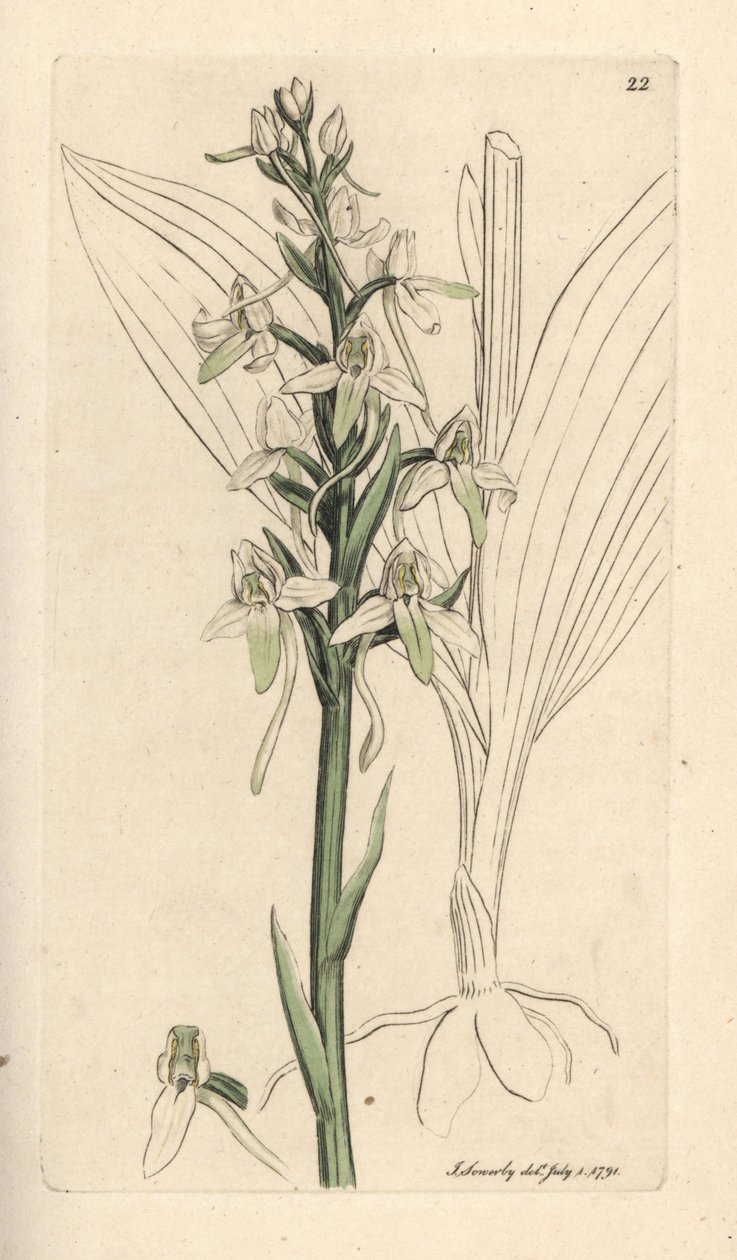 小蝴蝶兰，Platanthera bifolia (Orchis bifolia)。根据詹姆斯-史密斯的《英国植物学》中詹姆斯-索尔比的插图绘制的手工彩色铜版雕刻，伦敦 作者 詹姆斯·索尔比