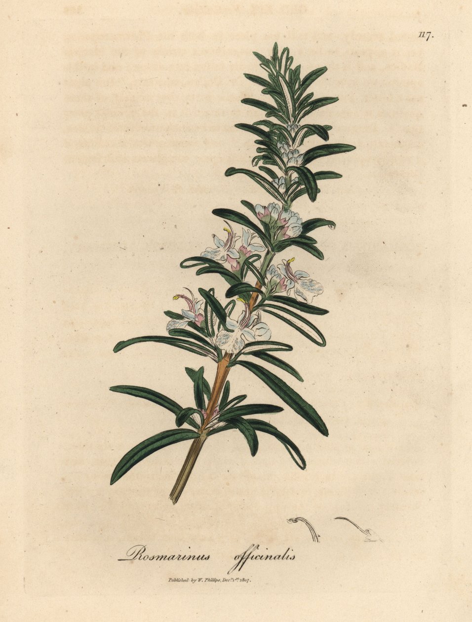 浅蓝花迷迭香，Rosmarinus officinalis 作者 詹姆斯·索尔比