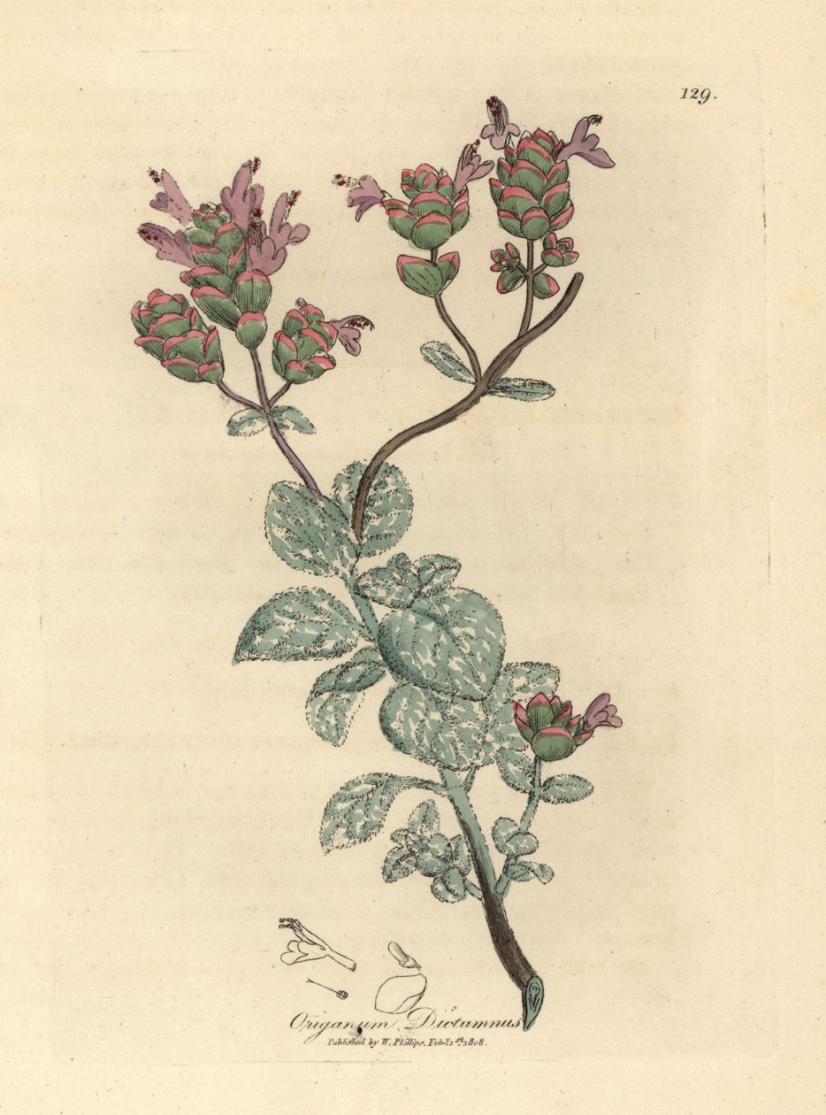 克里特岛的丁香花 dittany，牛至 dictamnus 作者 詹姆斯·索尔比