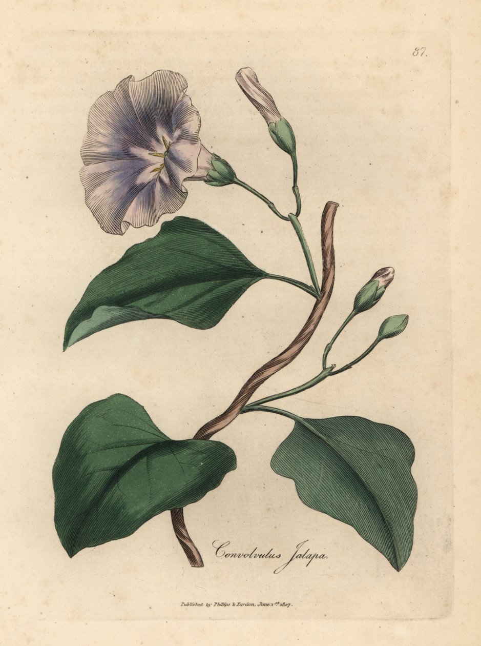 丁香花贾拉普萍，Colvolvulus jalapa 作者 詹姆斯·索尔比