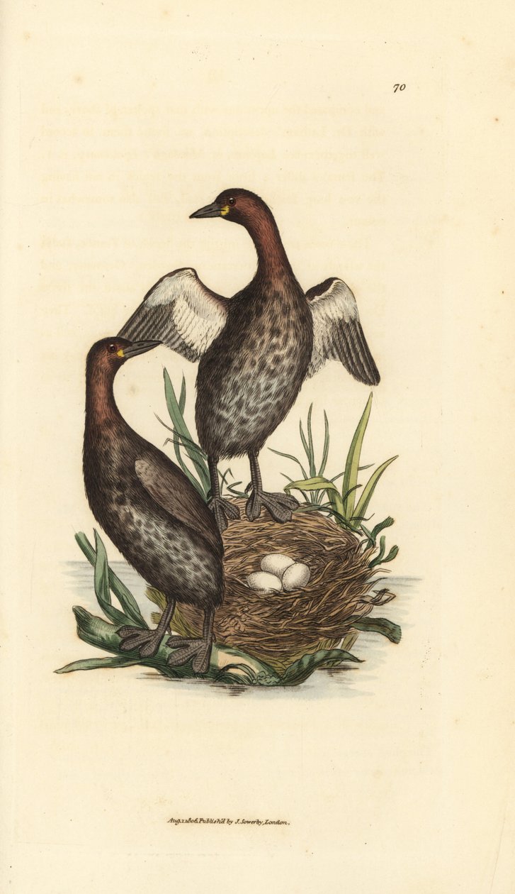 小鸊鷉，Tachybaptus ruficollis（小黑下颏鷉，Colymbus hebridicus？）。 与三个鸡蛋在巢上配对。 《英国杂记》中詹姆斯·索尔比 (James Sowerby) 的手绘铜版雕刻，或新的、稀有的或鲜为人知的动物的彩色人物 作者 詹姆斯·索尔比