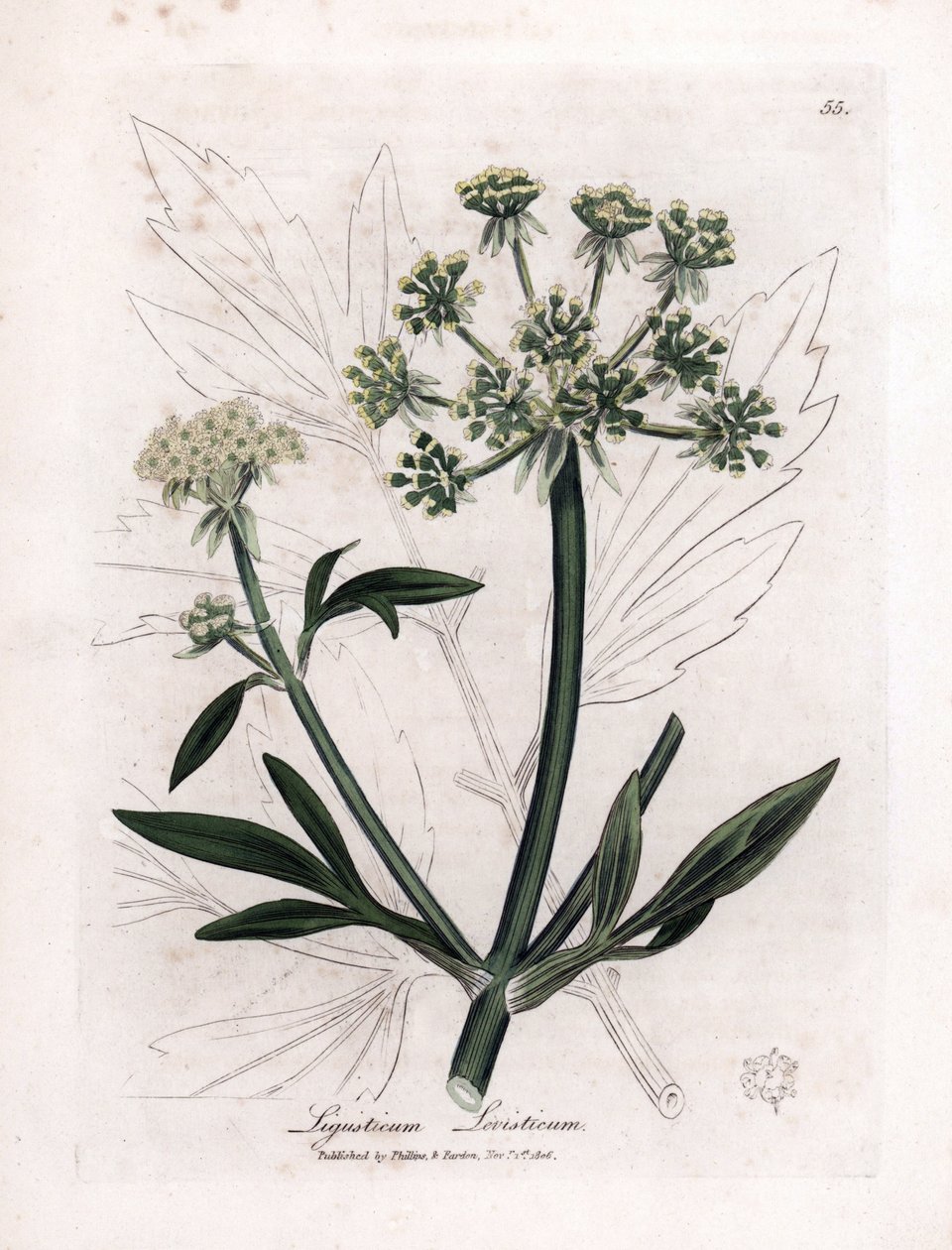 Liveche（Ligustium levisium）或山痛。 手绘铜版画，取自詹姆斯·索尔比 (James Sowerby) 的插图。 摘自威廉·伍德维尔 (William Woodville) 和威廉·杰克逊·胡克爵士 (Sir William Jackson Hooker) 所著的《药用植物》1832 年。不知疲倦的索尔比 (1757-1822) 作者 詹姆斯·索尔比