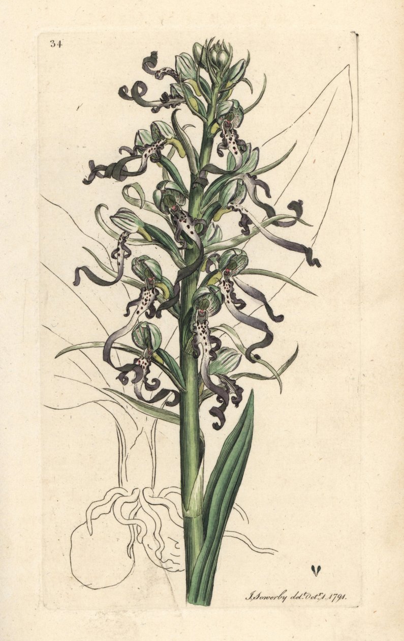 蜥蜴兰，Himantoglossum hircinum（蜥蜴兰或赭兰，Satyrium hircinum）。根据伦敦詹姆斯-史密斯的《英国植物学》中詹姆斯-索尔比的插图绘制的手工彩色铜版画。 作者 詹姆斯·索尔比