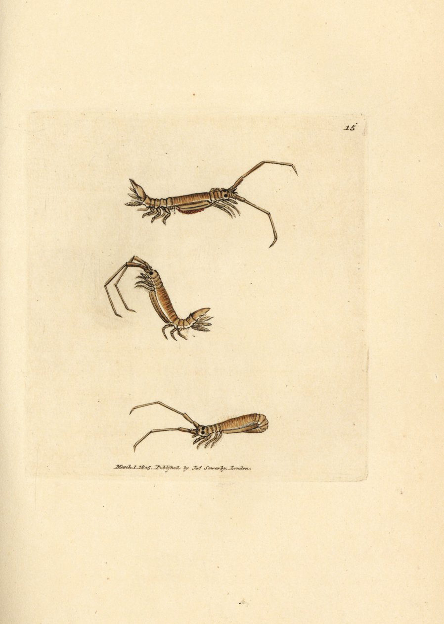 长角等脚类动物，Astacilla longicornis (Oniscus longicornis)。詹姆斯-索尔比（James Sowerby）的手工彩色铜版雕刻，选自《英国杂录》，或《新奇、稀有或鲜为人知的动物题材彩色图片》。 作者 詹姆斯·索尔比
