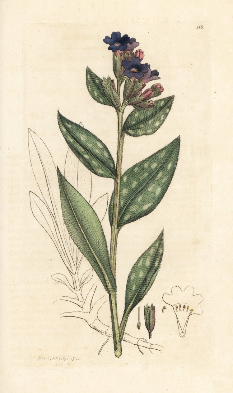 Lungwort，Pulmonaria officinalis（肺）手绘铜版雕刻，由 James Sowerby 绘制，来自伦敦 James Smith 的英国植物学 作者 詹姆斯·索尔比