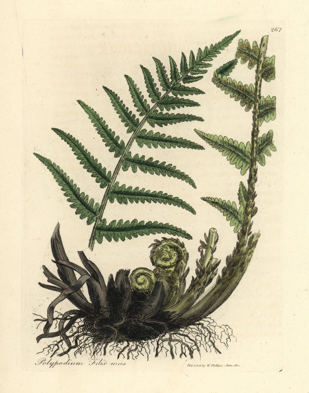 雄性蕨类植物，Polypodium filix mas 作者 詹姆斯·索尔比