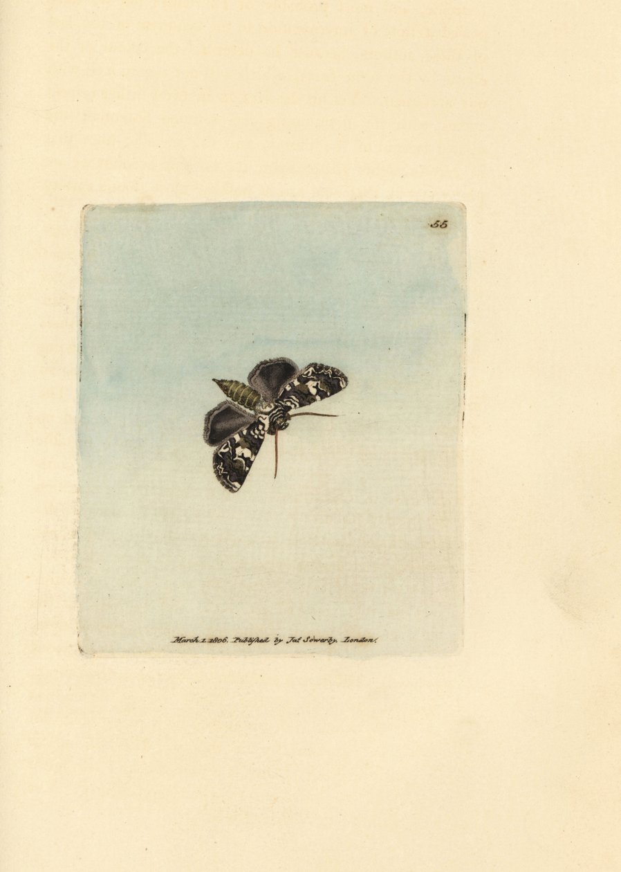 大理石花纹冠蛾，Hadena confusa (Phalaena x-scriptum)。詹姆斯-索尔比（James Sowerby）的手工彩色铜版雕刻，选自《英国杂录》，或《新奇、罕见或鲜为人知的动物题材彩色图片》。 作者 詹姆斯·索尔比