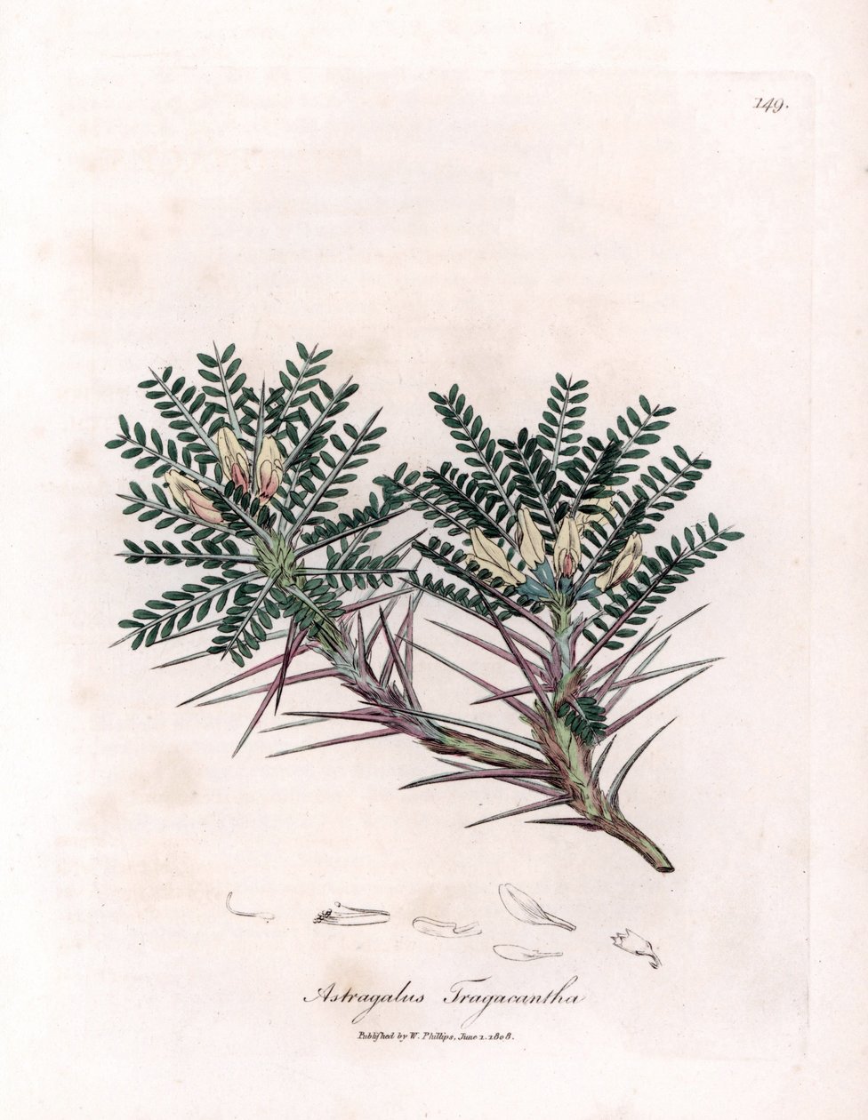 Marseille Astragalus or mother