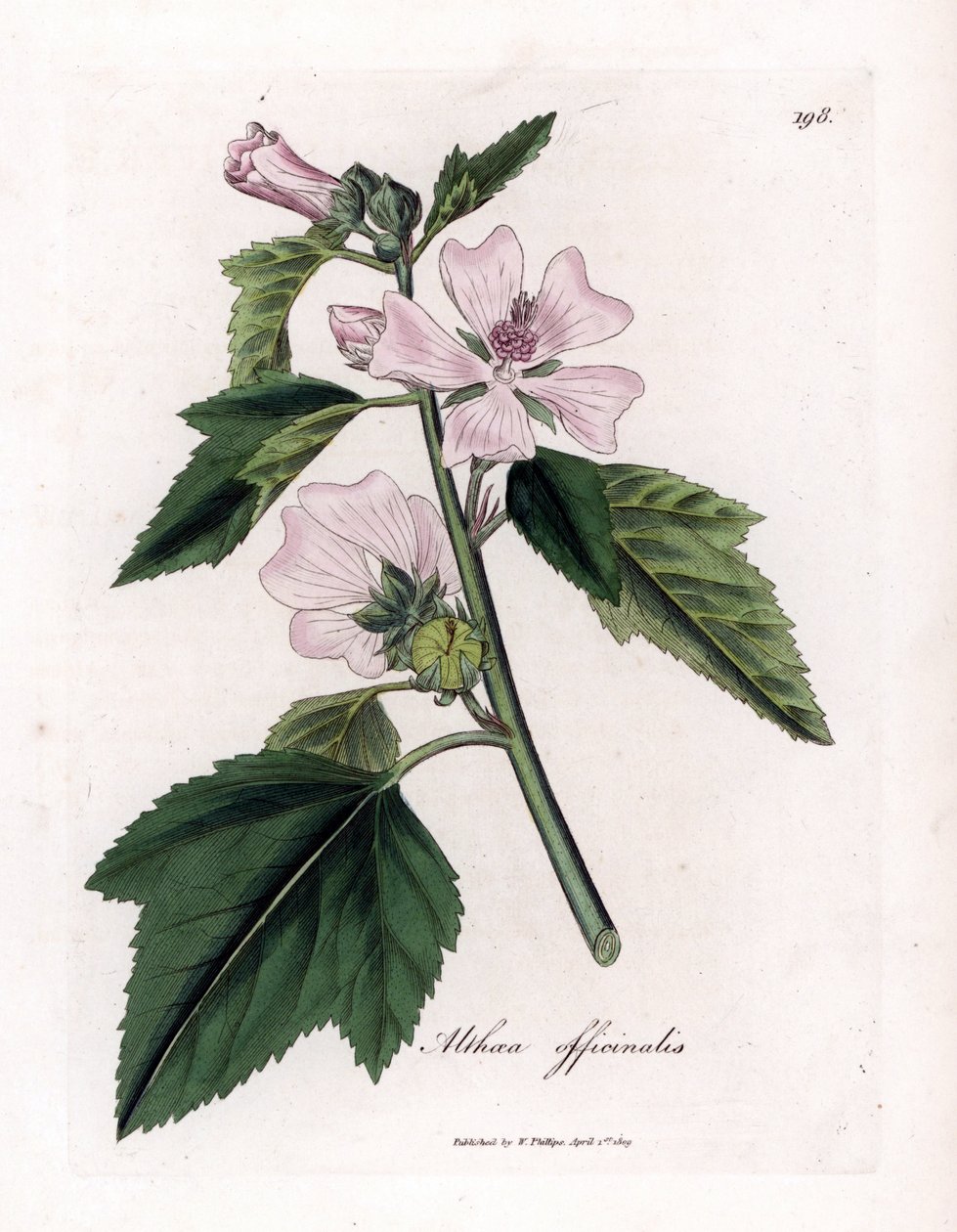 蜀葵或野生或白色紫色蜀葵，Althaea officinalis。詹姆斯-索尔比（James Sowerby）根据威廉-伍德维尔（William Woodville）和威廉-杰克逊-胡克爵士（William Jackson Hooker）的《医用植物学》绘制的植物插图，约翰-伯恩（John Bohn）、隆多（Londo）手工彩色铜版雕刻。 作者 詹姆斯·索尔比