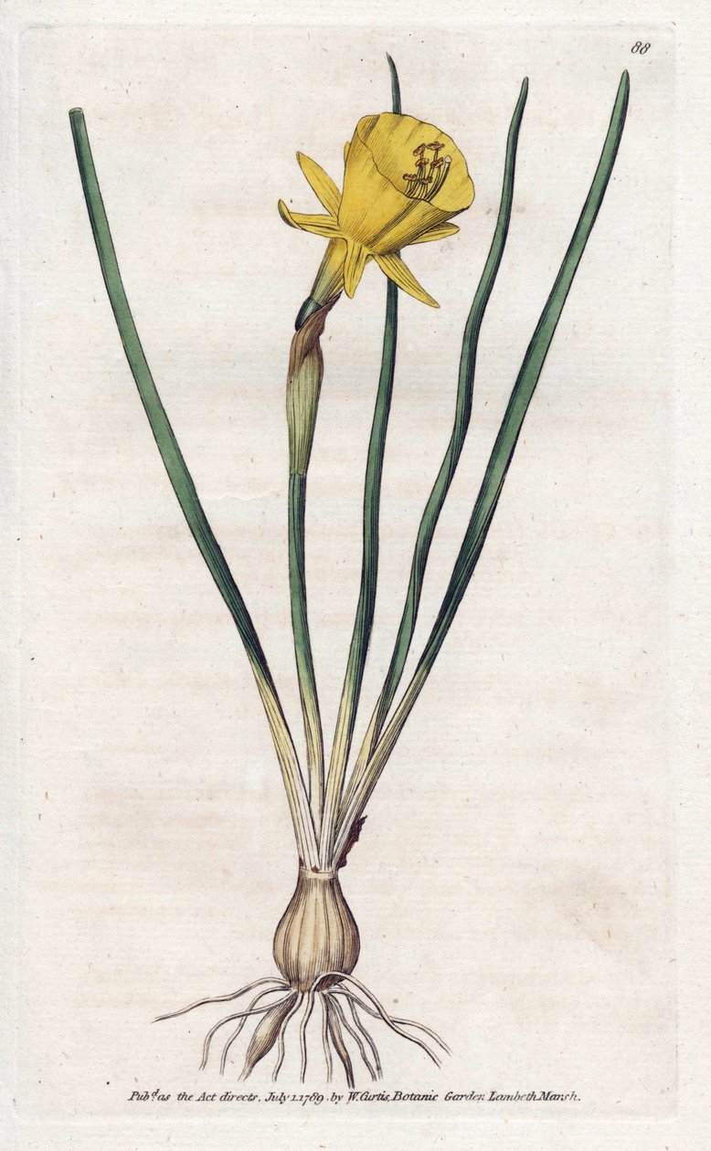 美杜莎号角--詹姆斯-索尔比（1757-1822 年）的石版画，选自威廉-柯蒂斯的《植物杂志》（1746-1799 年） 作者 詹姆斯·索尔比