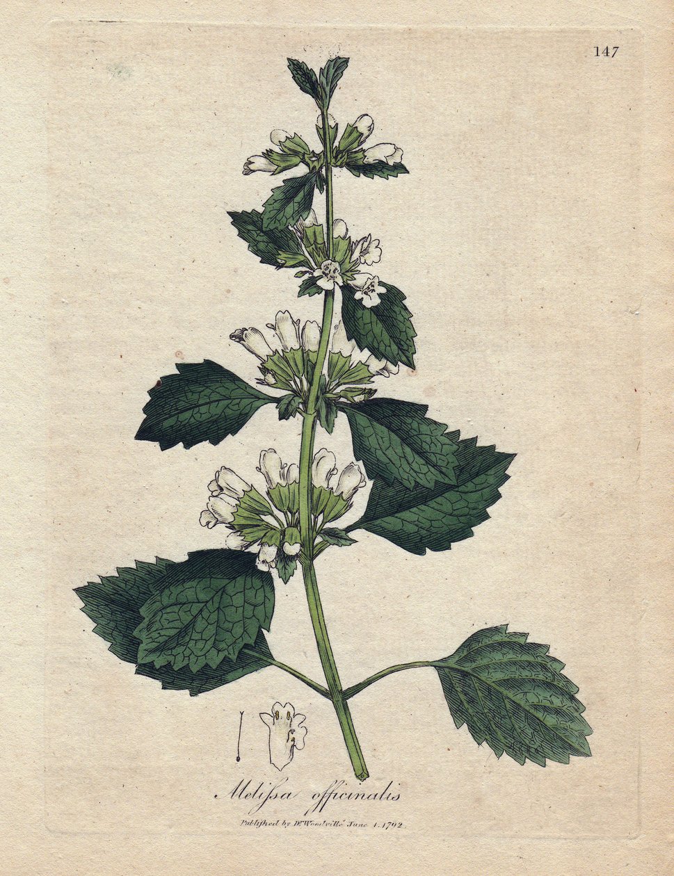 Melisse officinale（ Melissa officinalis）。根据詹姆斯-索尔比（James Sowerby）的插图绘制的手绘铜版画。摘自威廉-伍德维尔和威廉-杰克逊-胡克爵士 1832 年出版的《药用植物学》一书。孜孜不倦的索尔比（1757-1822 年）绘制了 作者 詹姆斯·索尔比