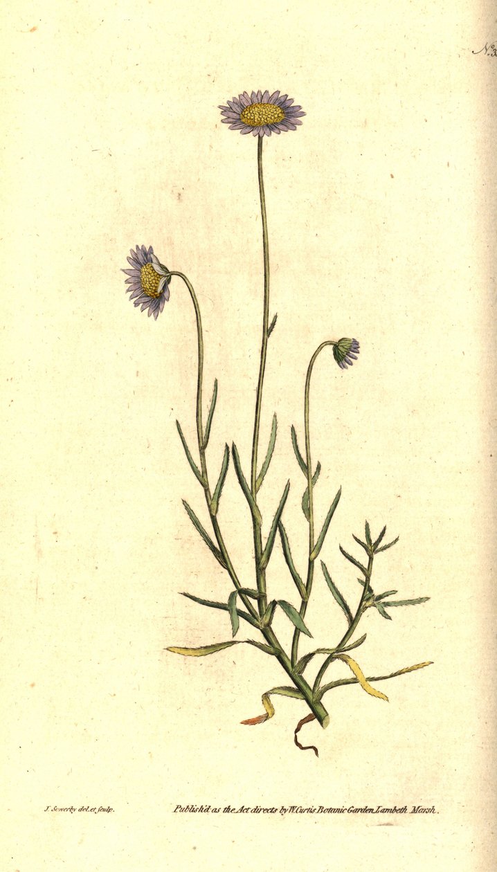 木犀草紫菀 - Felicia tenella (Brisly-leaved aster, Aster tenellus)。 詹姆斯·索尔比 (James Sowerby) 手绘的铜版雕刻和植物插图，来自威廉·柯蒂斯 (William Curtis) 的《植物杂志》，兰贝斯沼泽，伦敦 作者 詹姆斯·索尔比