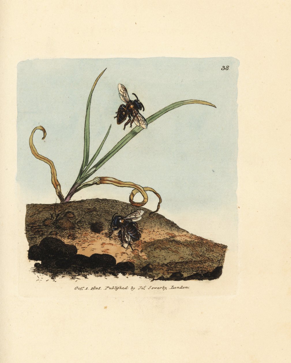 采矿蜂，Andrena nigroaenea (Melitta nigro-aenea)。 《英国杂记》中詹姆斯·索尔比 (James Sowerby) 的手工彩色铜版雕刻，或新的、稀有的或鲜为人知的动物主题的彩色人物。 作者 詹姆斯·索尔比