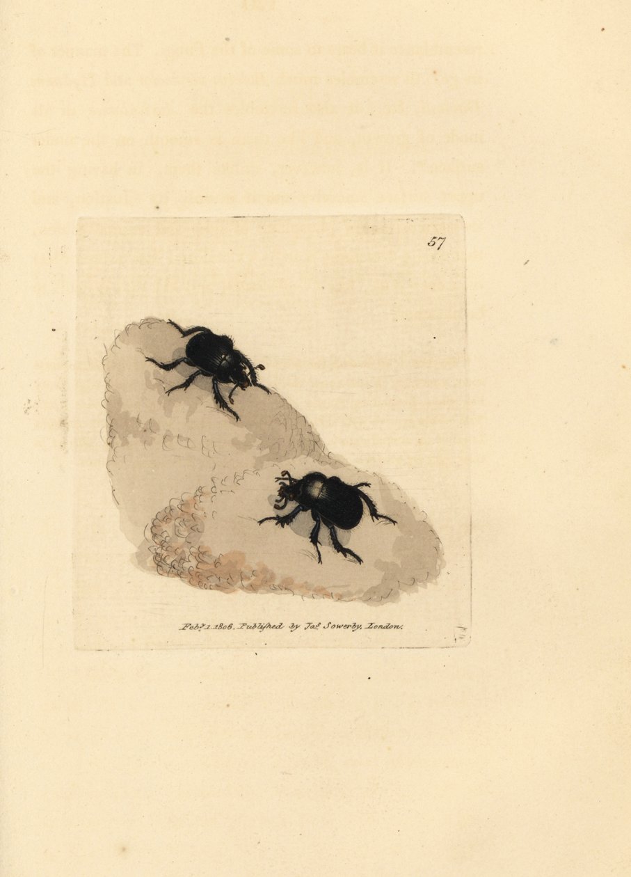 牛头怪甲虫，Typhaeustyhoeus (Scarabaeus pumilus)。 《英国杂记》中詹姆斯·索尔比 (James Sowerby) 的手绘铜版雕刻，或新的、稀有的或鲜为人知的动物主题的彩色人物。 作者 詹姆斯·索尔比
