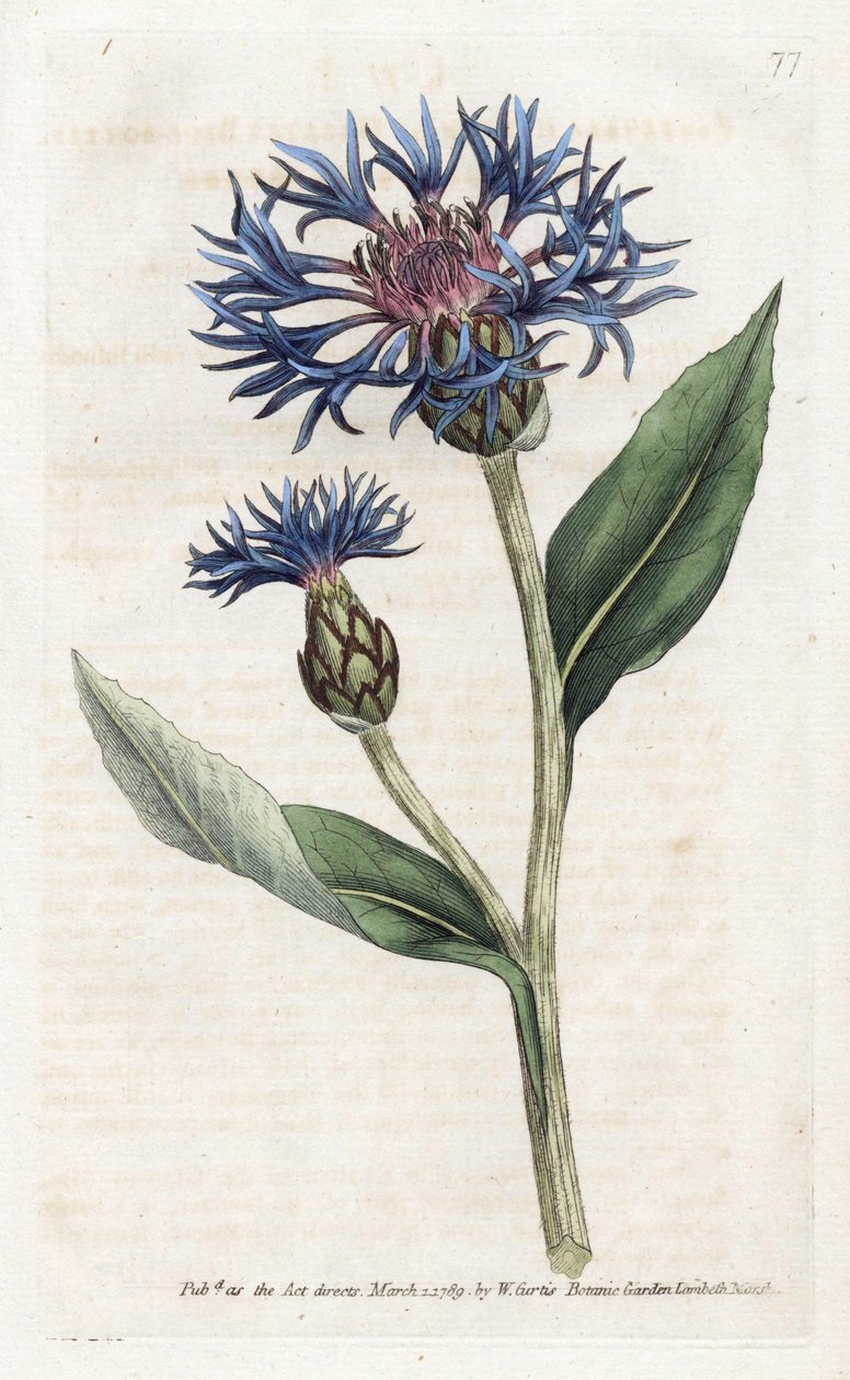 山半人马座或多年生蓝莓 - 詹姆斯·索尔比 (1757-1822) 的石版画，来自威廉·柯蒂斯的植物杂志 (1746-1799) 作者 詹姆斯·索尔比