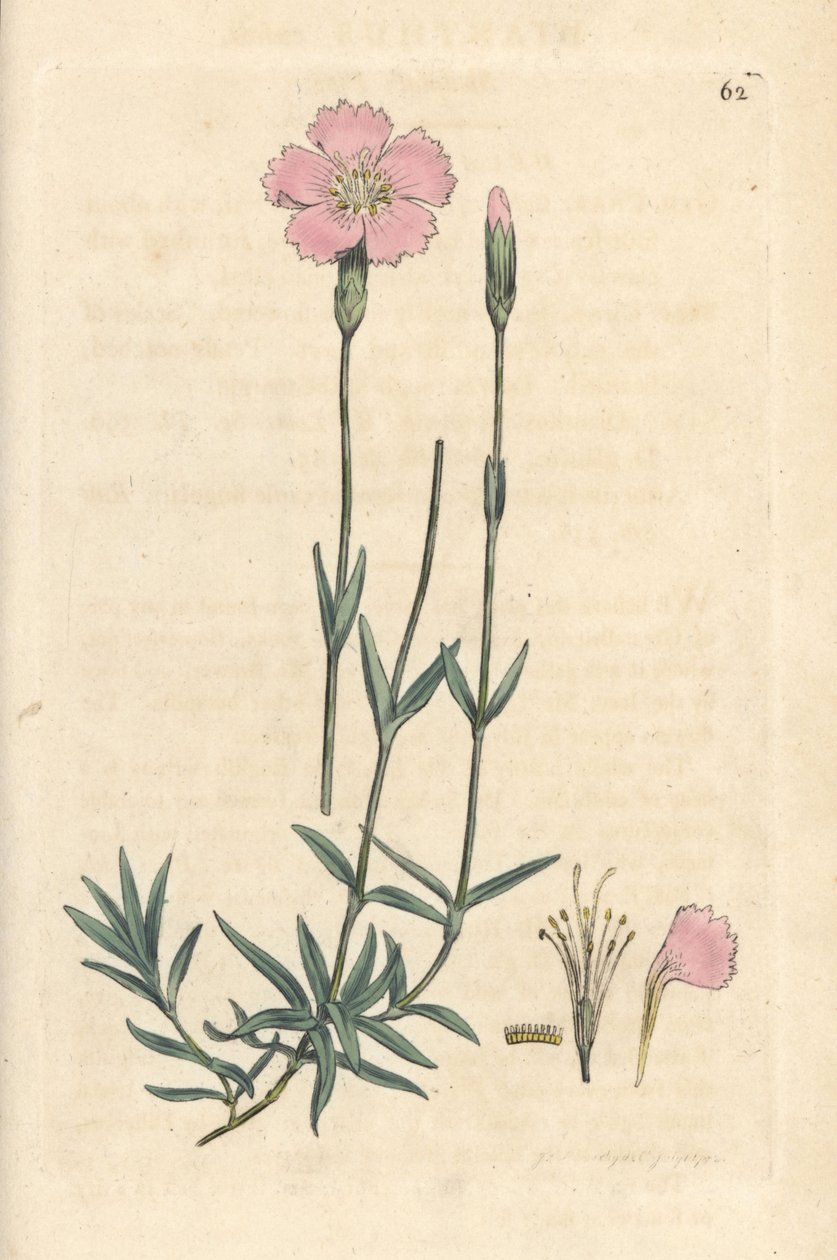 山粉红，Dianthus caesius。根据詹姆斯-史密斯的《英国植物学》中詹姆斯-索尔比的插图绘制的手工彩色铜版雕刻，伦敦 作者 詹姆斯·索尔比