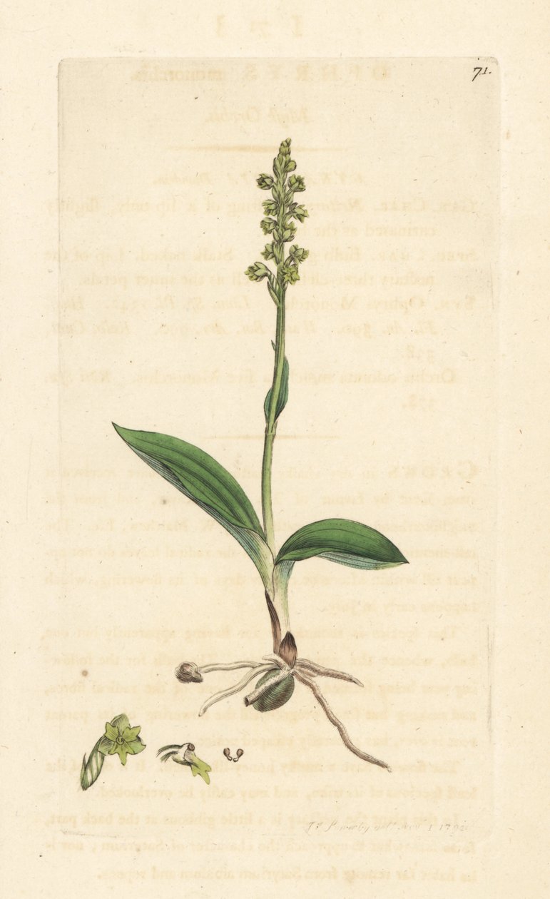 麝香兰，Herminium monorchis（麝香兰，Ophrys monorchis）。根据伦敦詹姆斯-史密斯的《英国植物学》中詹姆斯-索尔比的插图绘制的手工彩色铜版画。 作者 詹姆斯·索尔比
