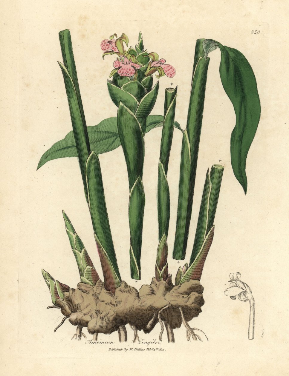 窄叶姜，Zingiber officinale 作者 詹姆斯·索尔比