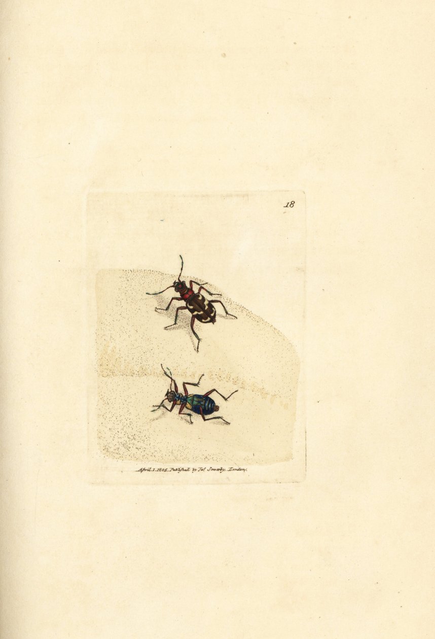 北方沙丘虎甲虫，Cicindela Hydrada。 《英国杂记》中詹姆斯·索尔比 (James Sowerby) 的手绘铜版雕刻，或新的、稀有的或鲜为人知的动物主题的彩色人物。 作者 詹姆斯·索尔比