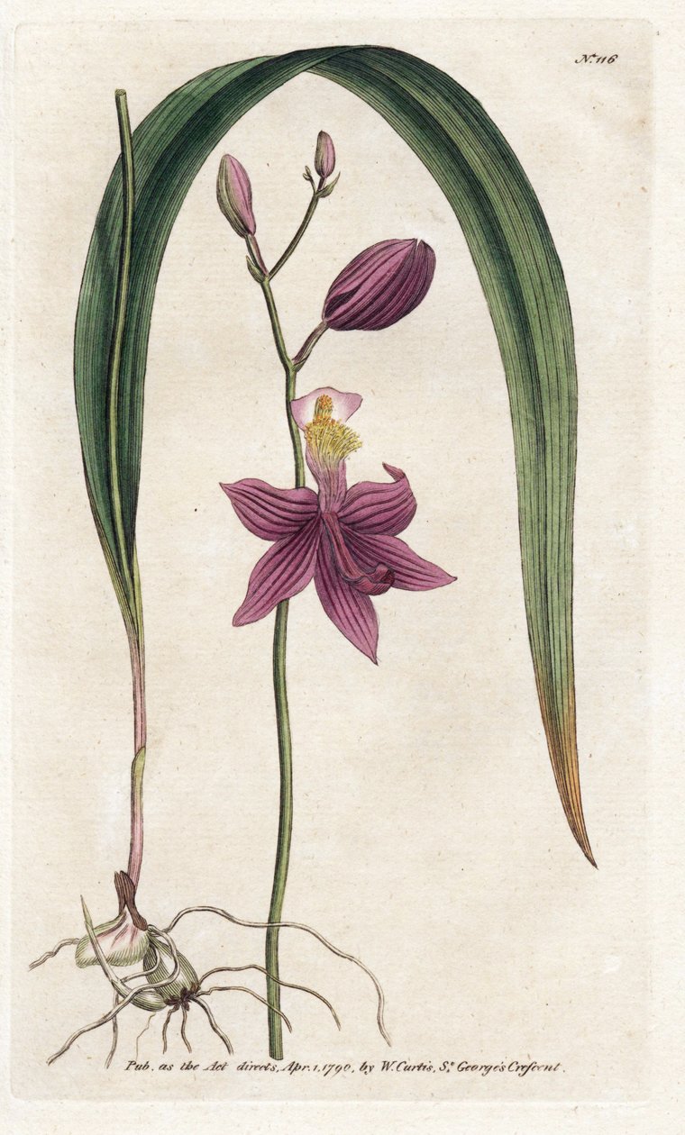 兰花：calopogon tuberus - 詹姆斯-索尔比（1757-1822 年）的石版画，选自威廉-柯蒂斯的《植物杂志》（1746-1799 年） 作者 詹姆斯·索尔比