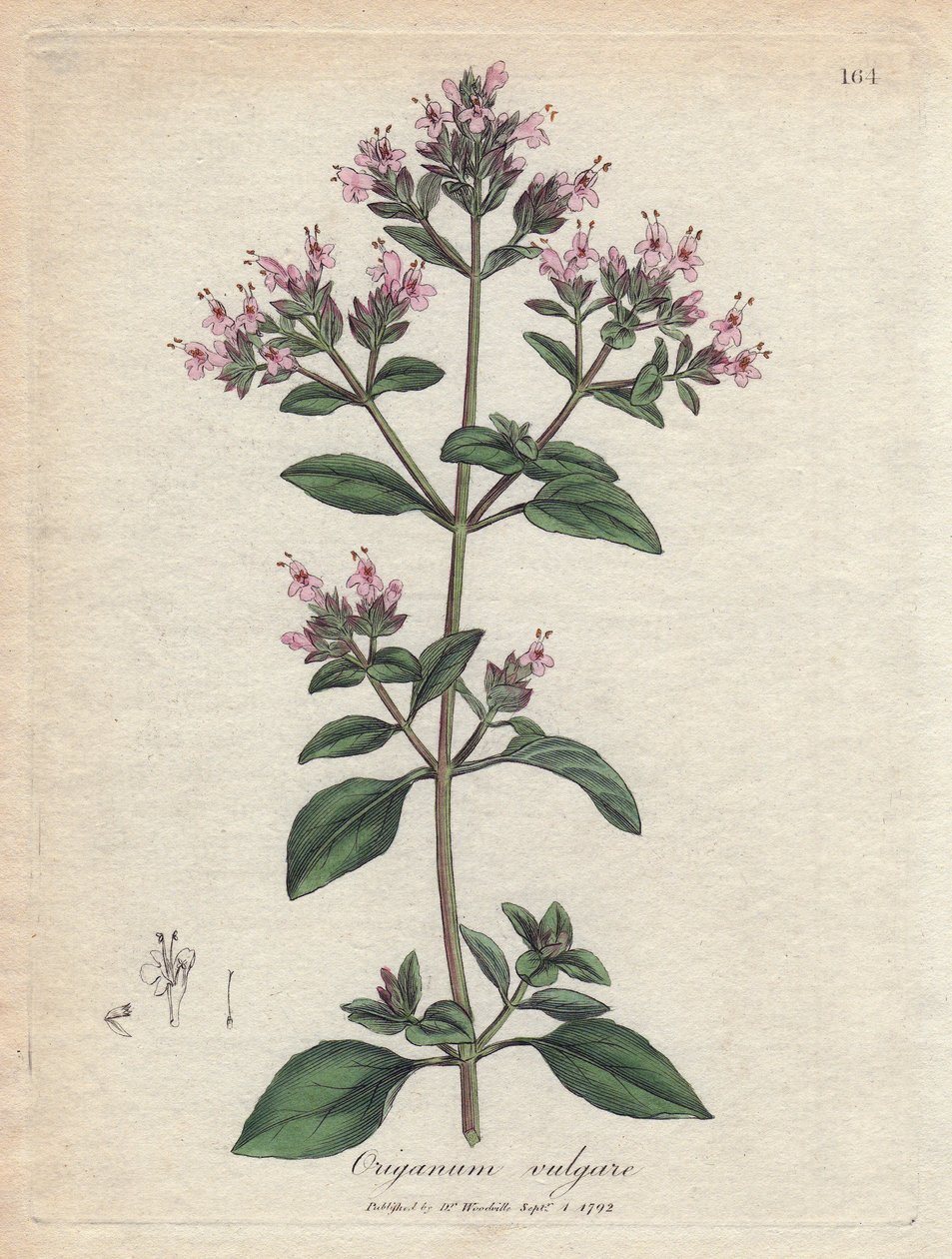 牛至。 手绘铜版画，取自詹姆斯·索尔比（James Sowerby，1757-1822 年）的绘画，收录于《药用植物》中 作者 詹姆斯·索尔比