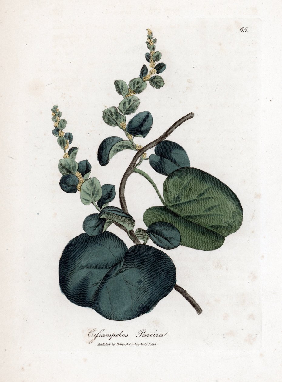 Pareira brava cissampelos，Cissampelos pareira pareira。詹姆斯-索尔比（James Sowerby）根据威廉-伍德维尔（William Woodville）和威廉-杰克逊-胡克爵士（William Jackson Hooker）的《医学植物学》绘制的植物插图所作的手工彩色铜版画，约翰-波恩，伦敦 作者 詹姆斯·索尔比