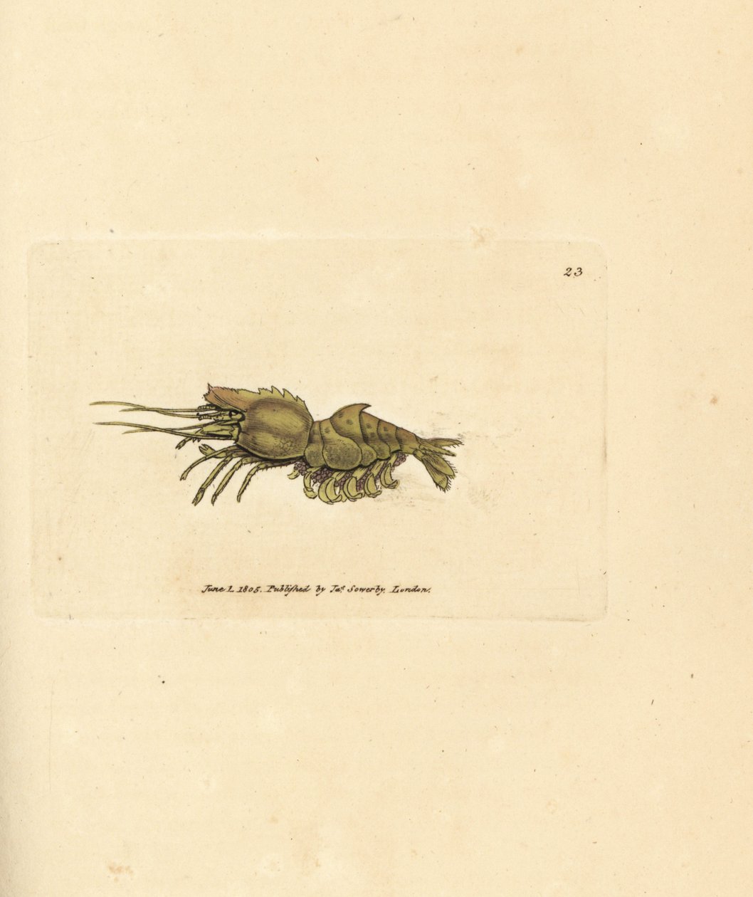 鹦鹉螺，Spirontocaris spinus（脊背虾；Cancer spinus）。詹姆斯-索尔比（James Sowerby）的手工彩色铜版雕刻，选自《英国杂录》（The British Miscellany），或《新奇、罕见或鲜为人知的动物题材彩色图片》（Colored figures of new, rare, or little known animal subjects）。 作者 詹姆斯·索尔比