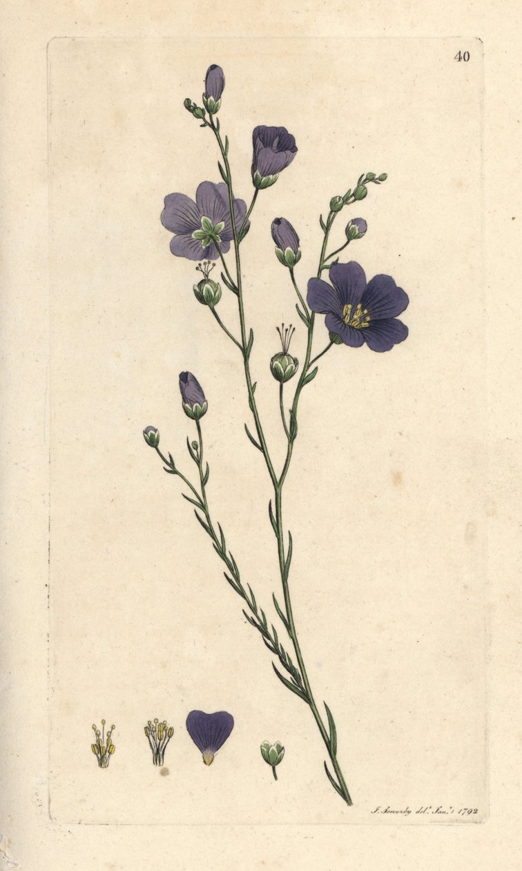 多年生亚麻，Linum perenne (linen perace) 根据伦敦 James Smith 的《英国植物学》中 James Sowerby 的插图所作的手工彩色铜版雕刻 作者 詹姆斯·索尔比