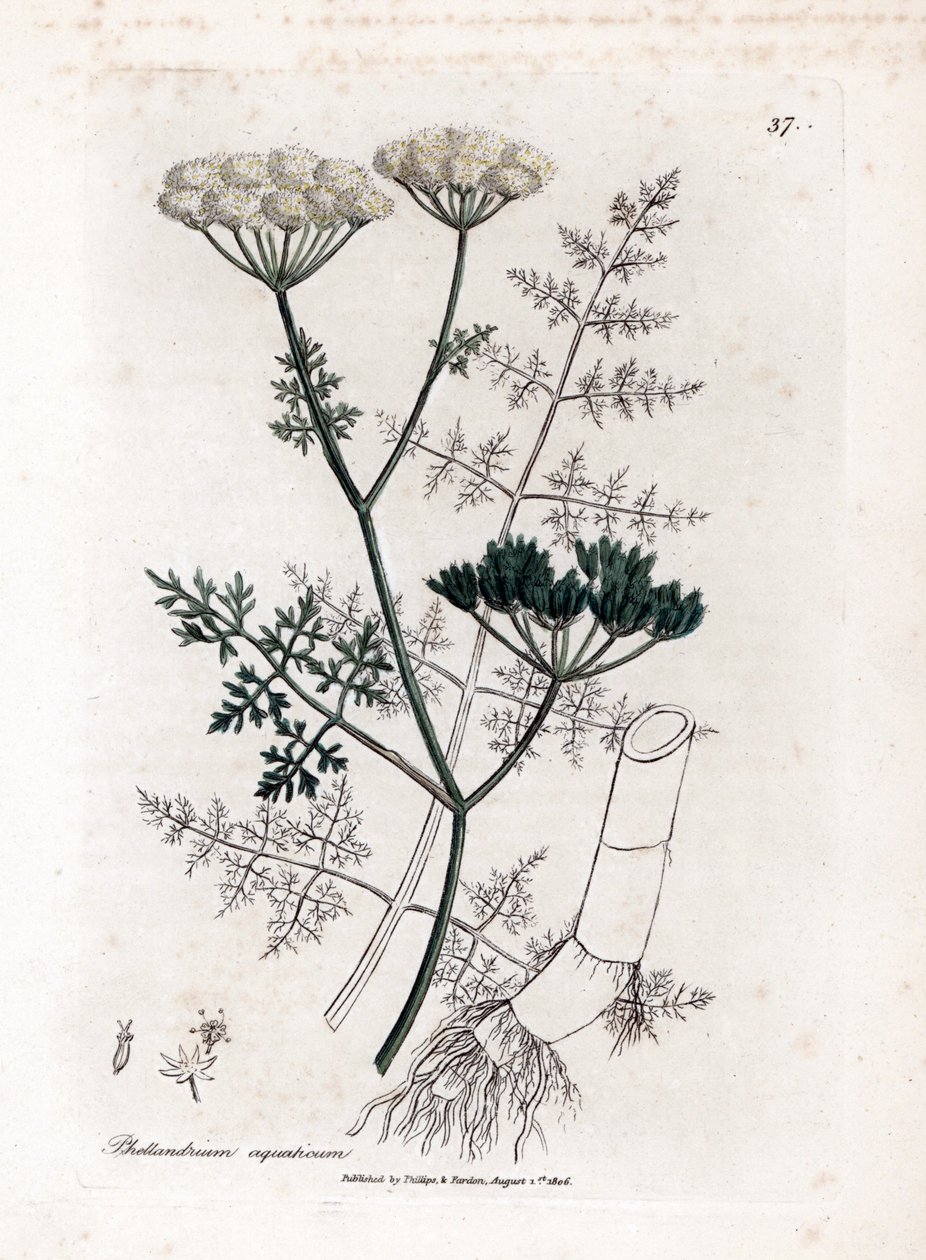 水芹 - 细叶水铁杉，水芹。 手绘铜版雕刻，取自詹姆斯·索尔比 (James Sowerby) 的植物插图，来自威廉·伍德维尔 (William Woodville) 和威廉·杰克逊·胡克爵士 (Sir William Jackson Hooker) 的“药用植物学”，约翰·博恩 (John Bohn)，伦敦 作者 詹姆斯·索尔比
