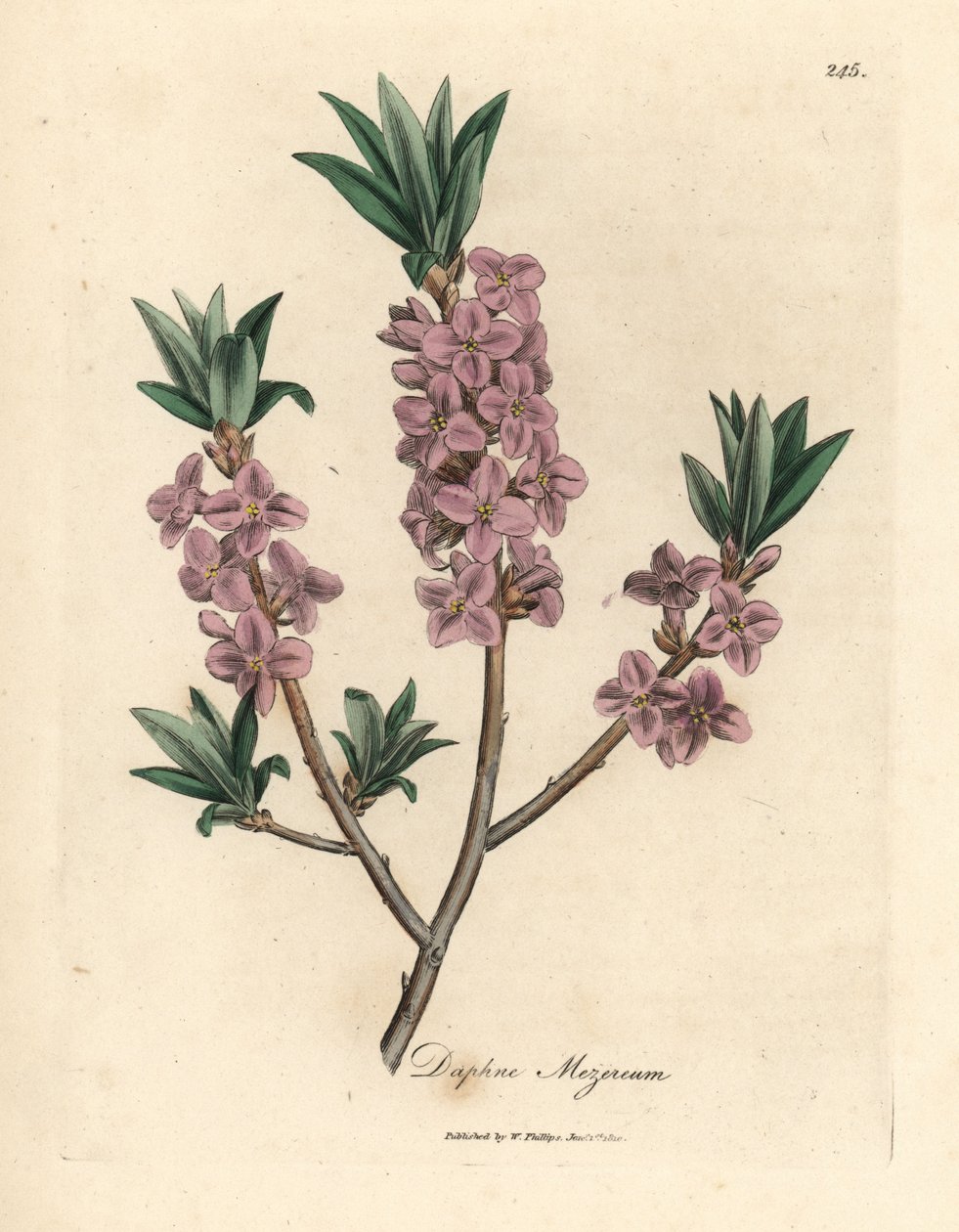 粉红花mezereon，Daphne mezereum 作者 詹姆斯·索尔比