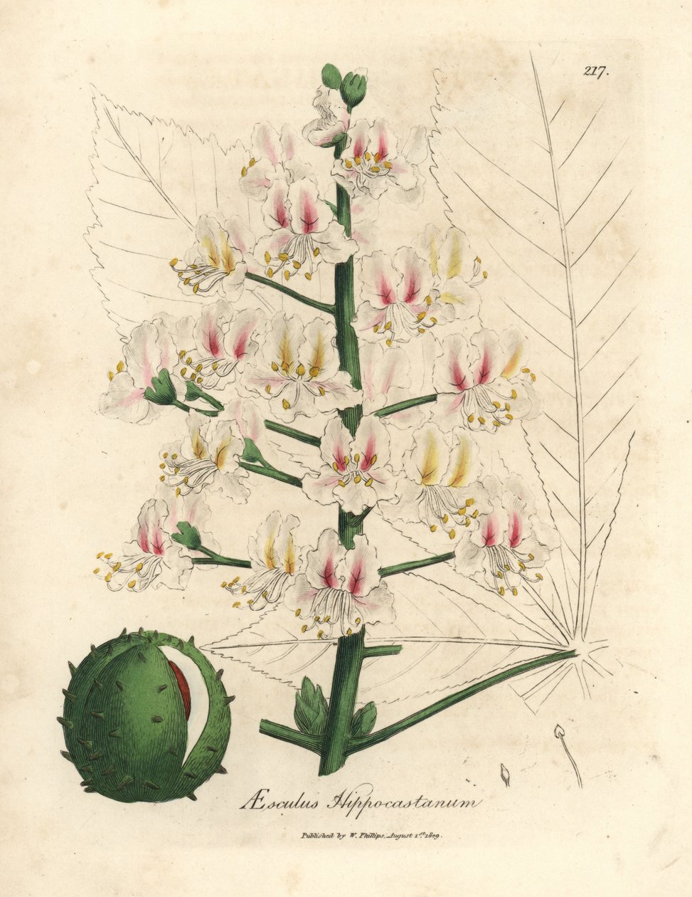 七叶树树 (Aesculus hippocastanum) 的粉红色花朵和果实 作者 詹姆斯·索尔比