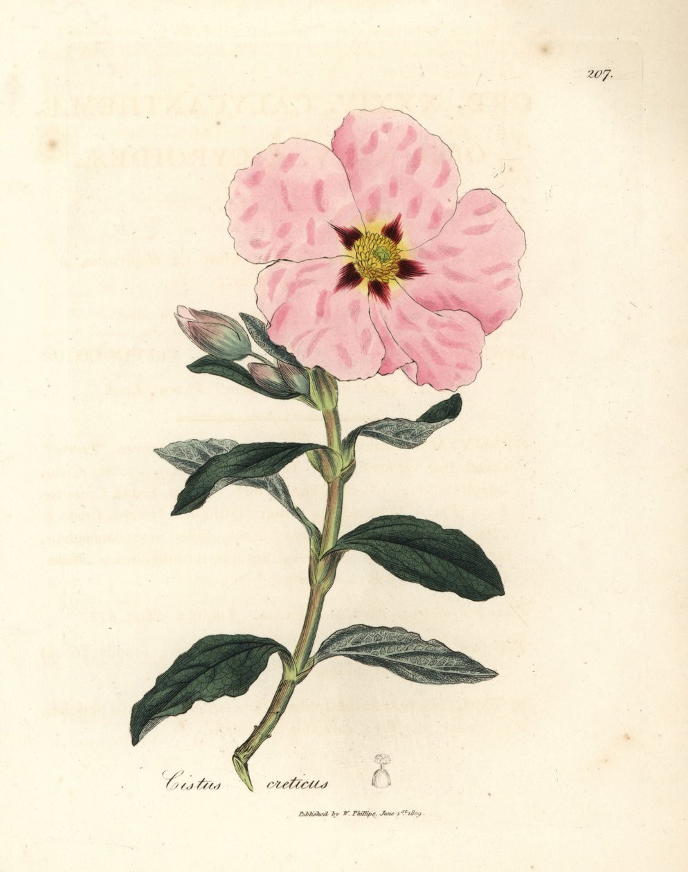粉红色花的克里特岛岩蔷薇，Cistus creticus 作者 詹姆斯·索尔比
