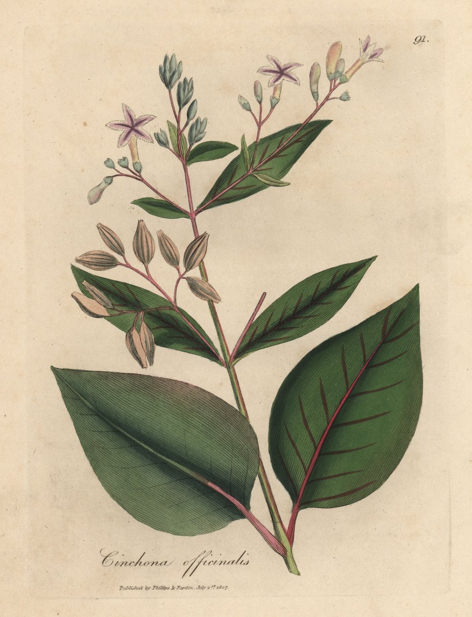 粉红色花的秘鲁树皮树，金鸡纳树（Cinchona officinalis 作者 詹姆斯·索尔比