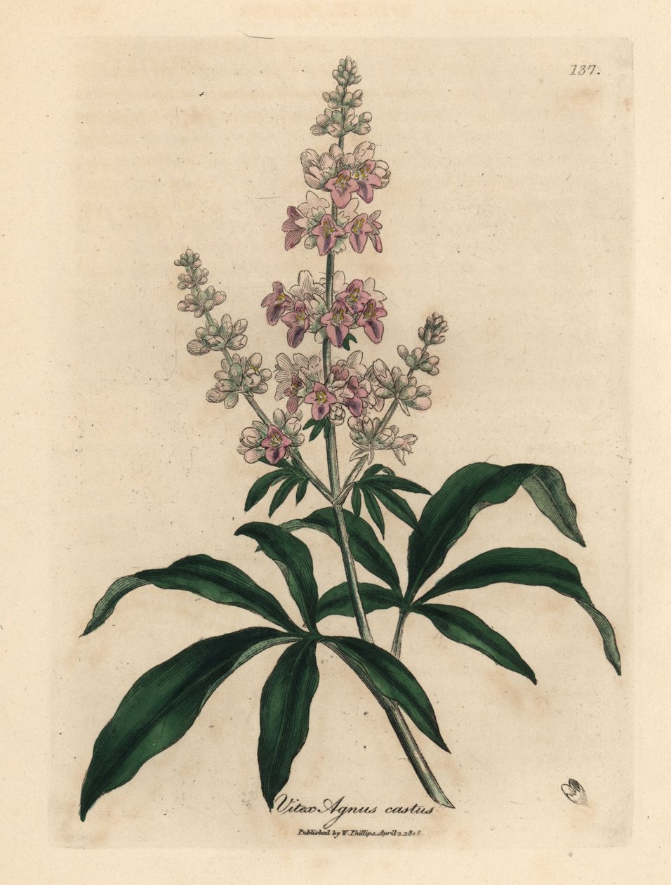 粉红花女贞树（Vitex agnus castus 作者 詹姆斯·索尔比