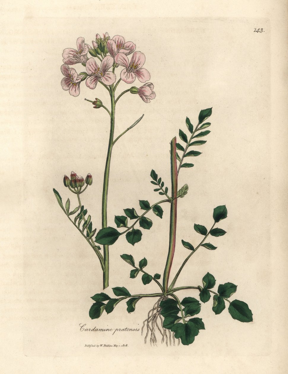 粉红色花女士罩衫或杜鹃花，碎米荠 作者 詹姆斯·索尔比