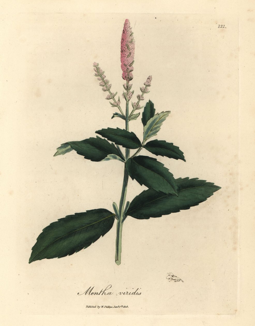 粉红花留兰香，Mentha viridis 作者 詹姆斯·索尔比