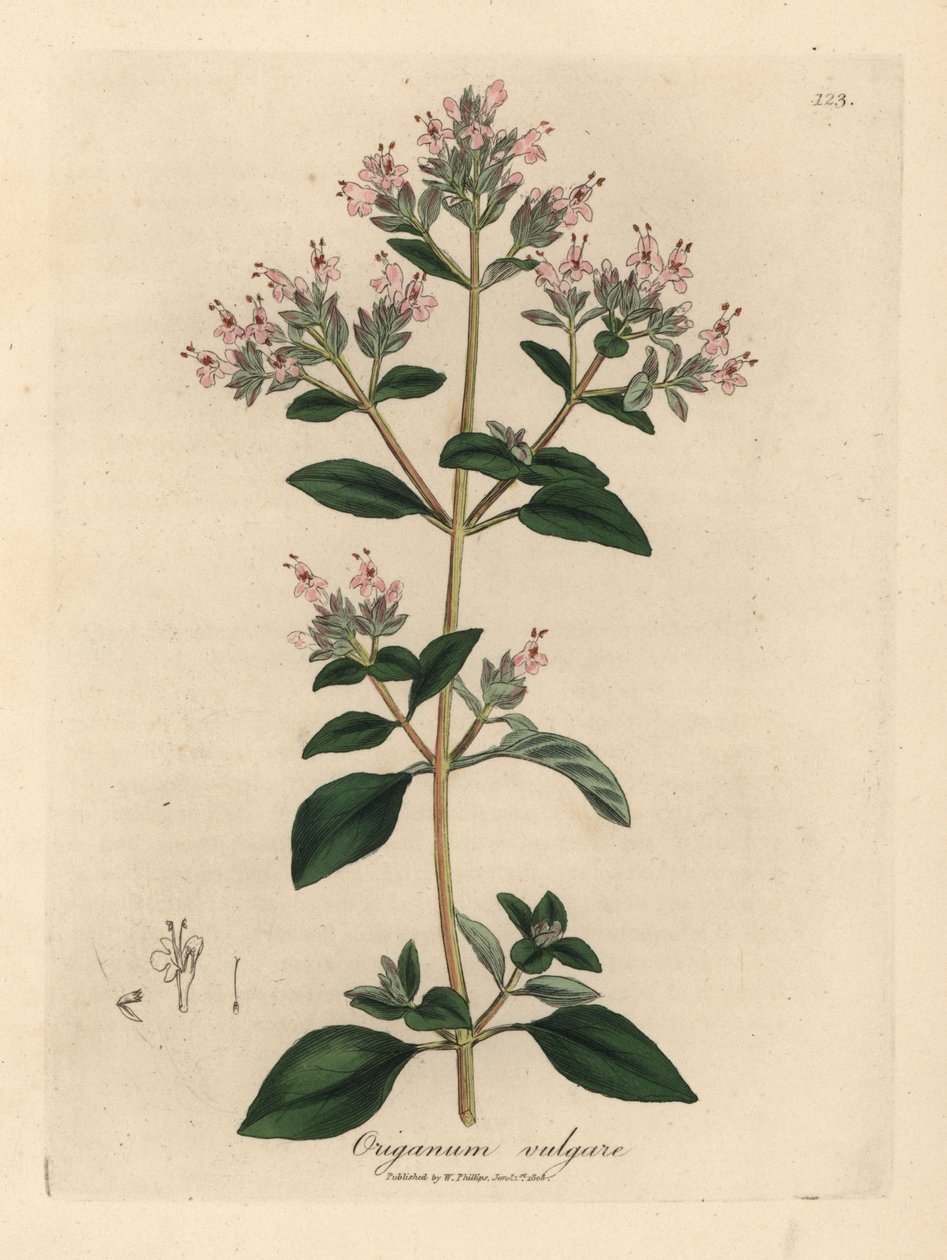 粉红花野生马郁兰，Origanum vulgare 作者 詹姆斯·索尔比