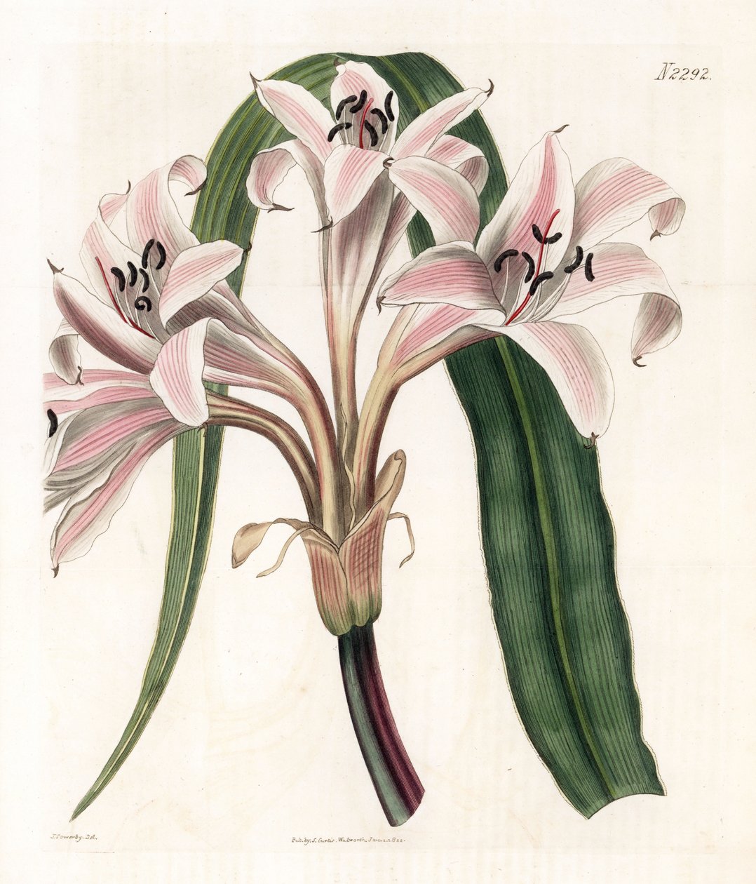 粉百合变种 - 粉色条纹喇叭百合，Crinum latifolium（Molucca crinum，Crinum moluccanum）。Weddell 根据 Samuel Curtis 的伦敦 "植物杂志 "中 James Sowerby 的插图绘制的手绘铜版画。 作者 詹姆斯·索尔比