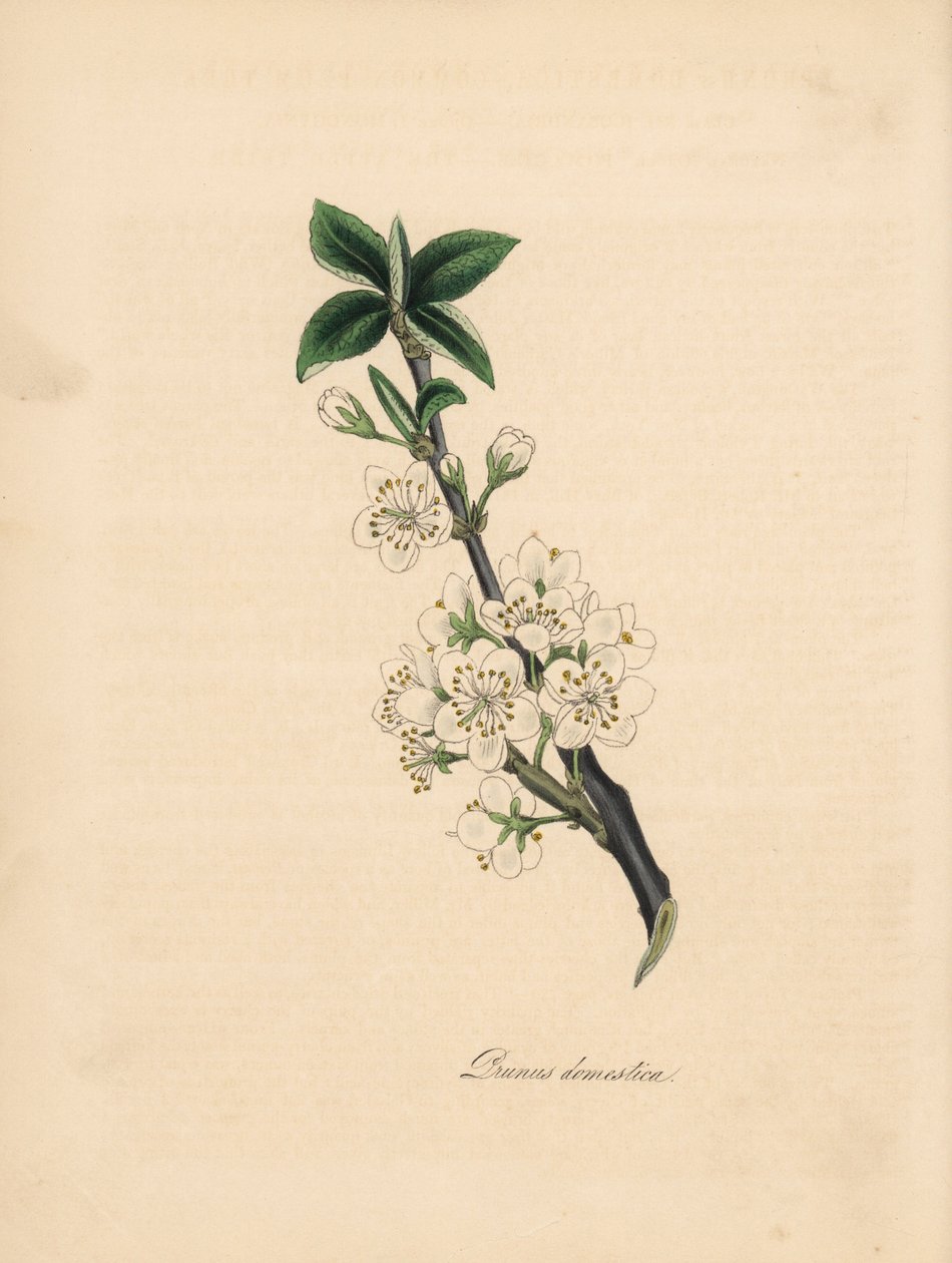 李树 - 普通李树，Prunus domestica。摘自詹姆斯-索尔比的插图，出自威廉-伍德维尔的 "医学植物学"。C. Chabot 的手绘锌版画，由 M. A. Burnett 小姐从她的 "Plantae Utiliores: or Illustrations of Usef "中绘制。 作者 詹姆斯·索尔比