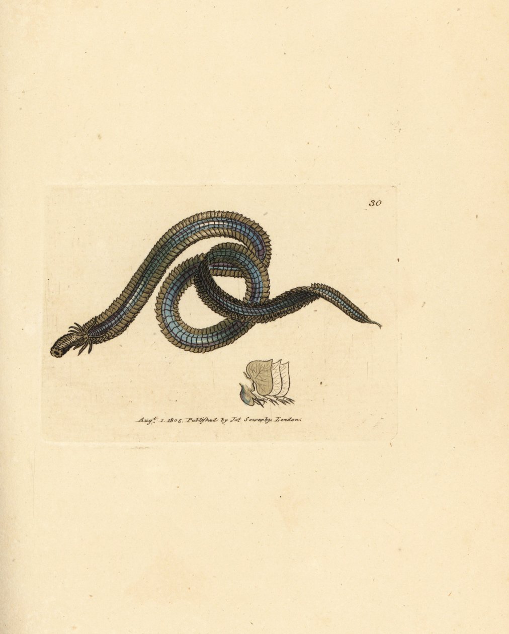 多毛类蠕虫，Phyllodoce lamelligera (Nereis lamelligera)。詹姆斯-索尔比（James Sowerby）的手工彩色铜版雕刻，选自《英国杂录》（The British Miscellany），或《新奇、罕见或鲜为人知的动物彩色图片》（Colored figures of new, rare, or little known animal subjects）。 作者 詹姆斯·索尔比