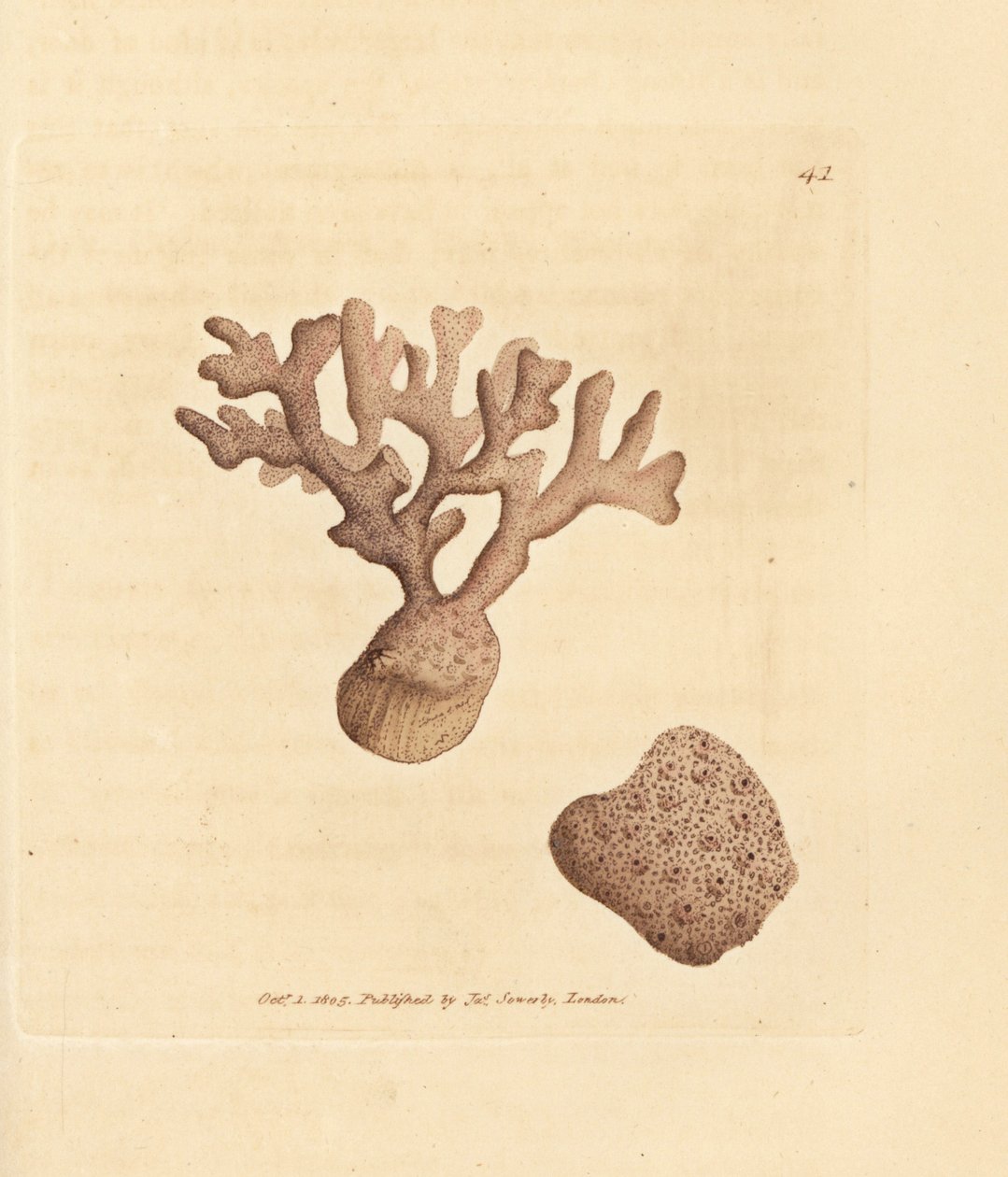 压缩孔菌（Millepora compressa）。 《英国杂记》中詹姆斯·索尔比 (James Sowerby) 的手绘铜版雕刻，或新的、稀有的或鲜为人知的动物主题的彩色人物。 作者 詹姆斯·索尔比
