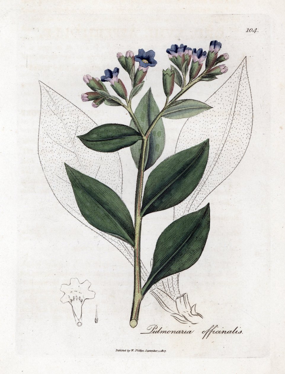 肺草（Pulmonary officinale）--肺草，Pulmonia officinalis。詹姆斯-索尔比（James Sowerby）根据威廉-伍德维尔（William Woodville）和威廉-杰克逊-胡克爵士（William Jackson Hooker）的《医学植物学》绘制的植物插图所作的手工彩色铜版画，约翰-波恩，伦敦 作者 詹姆斯·索尔比