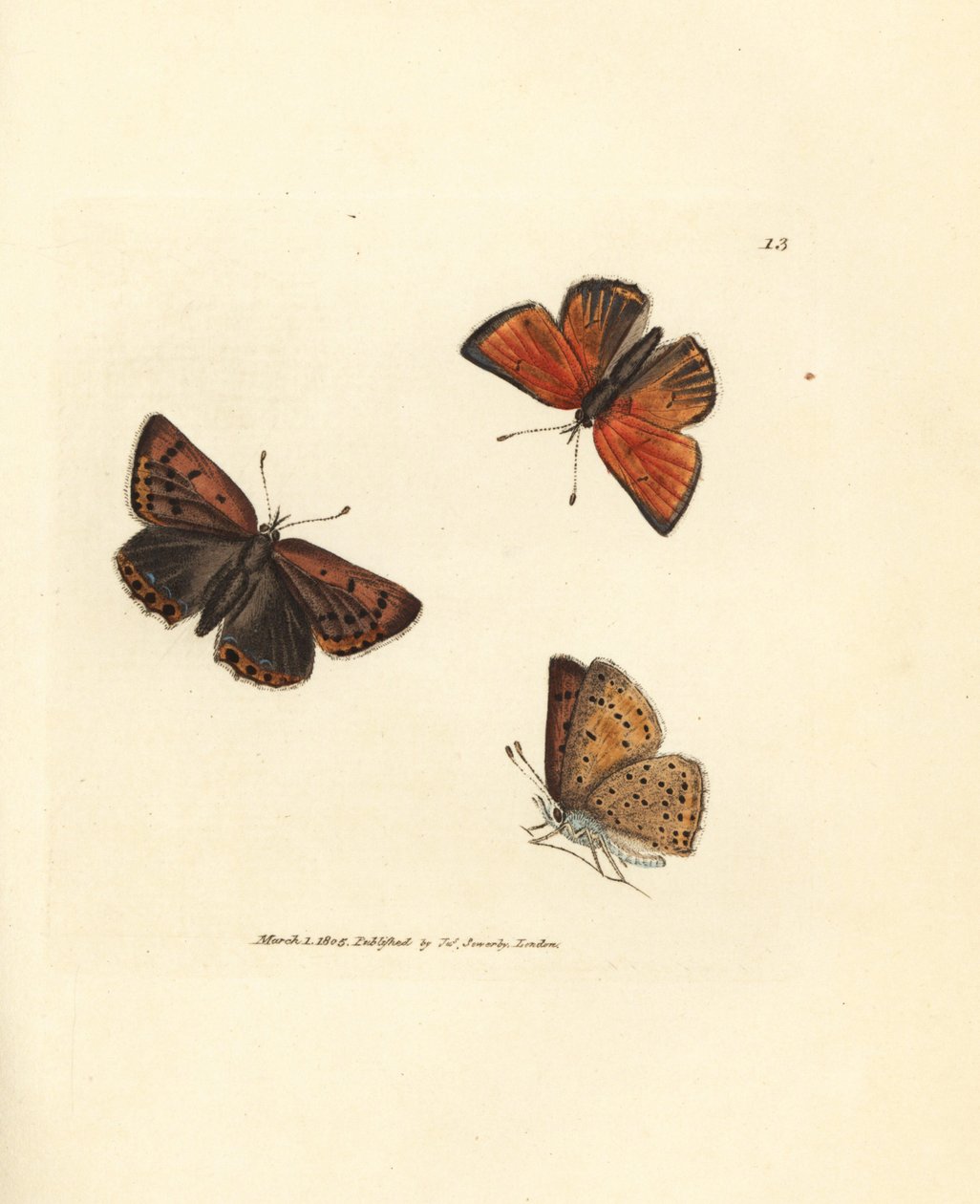 纯边铜蝴蝶，Lycaena hippothoe。詹姆斯-索尔比（James Sowerby）的手工彩色铜版雕刻，选自《英国杂录》（The British Miscellany），或《新颖、稀有或鲜为人知的动物题材的彩色图片》（Colored figures of new, rare, or little known animal subjects）。 作者 詹姆斯·索尔比