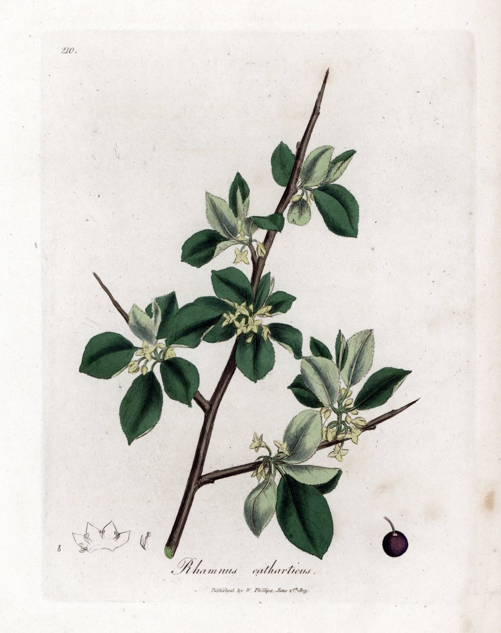 清热或泻火沙棘--清热沙棘，Rhamnus catharticus。詹姆斯-索尔比（James Sowerby）根据威廉-伍德维尔（William Woodville）和威廉-杰克逊-胡克爵士（William Jackson Hooker）的《医学植物学》绘制的植物插图所作的手工彩色铜版雕刻，约翰-伯恩，伦敦 作者 詹姆斯·索尔比