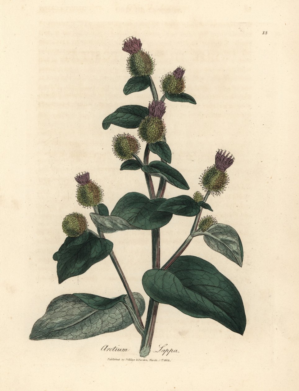 紫花牛蒡，Arctium lappa 作者 詹姆斯·索尔比