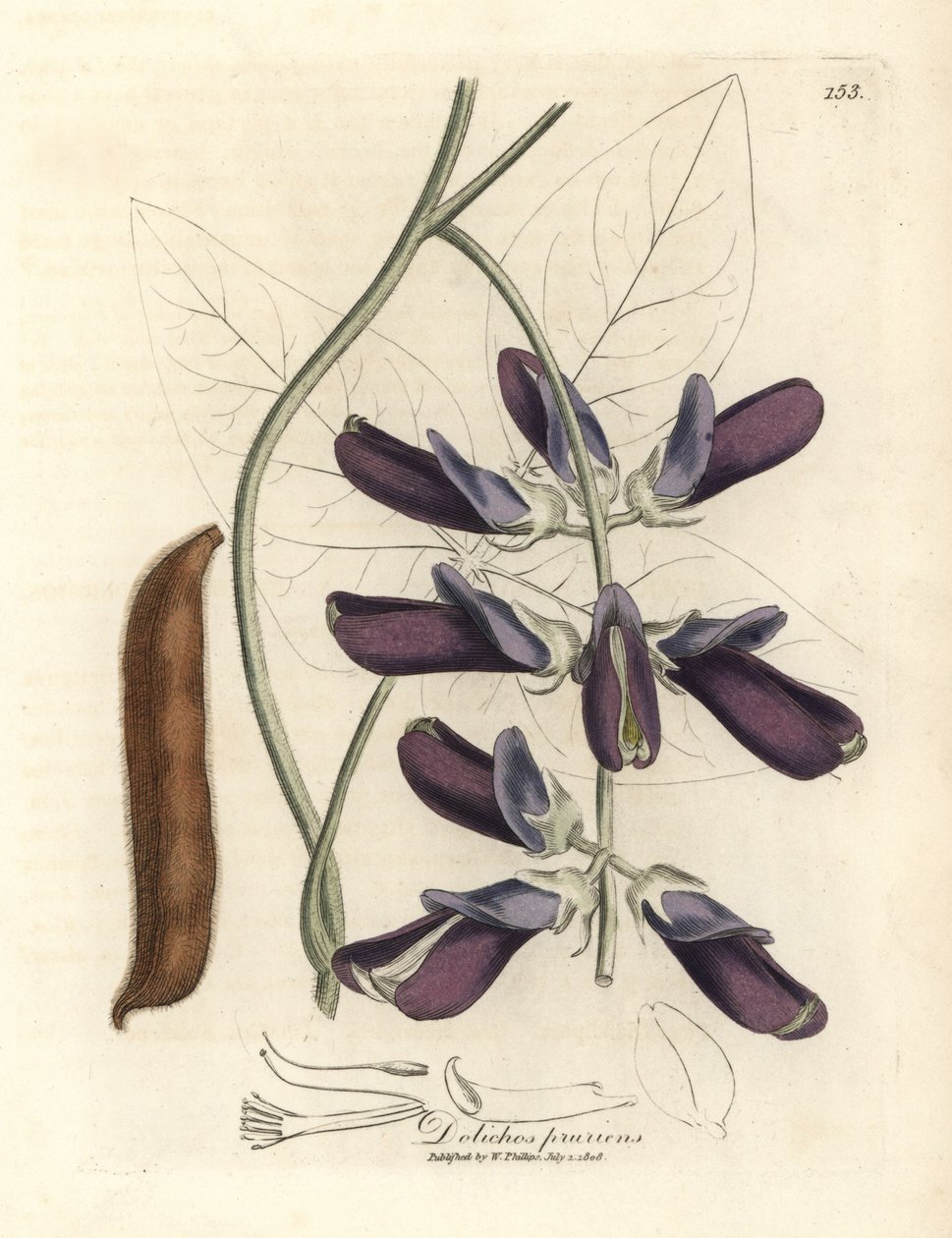 紫花牛多利科斯 (Dolichos pruriens) 作者 詹姆斯·索尔比