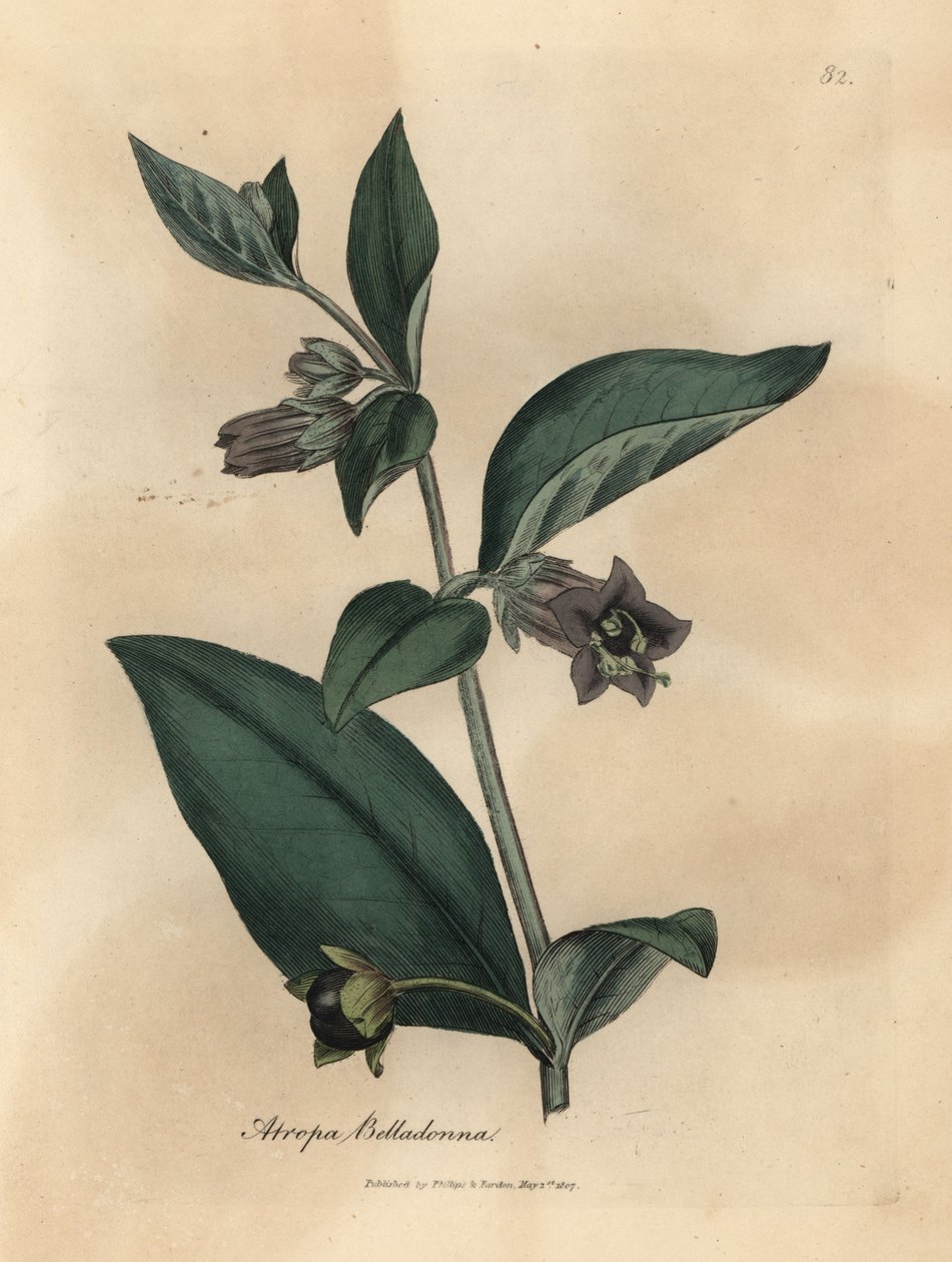 紫花地丁，颠茄属植物 作者 詹姆斯·索尔比